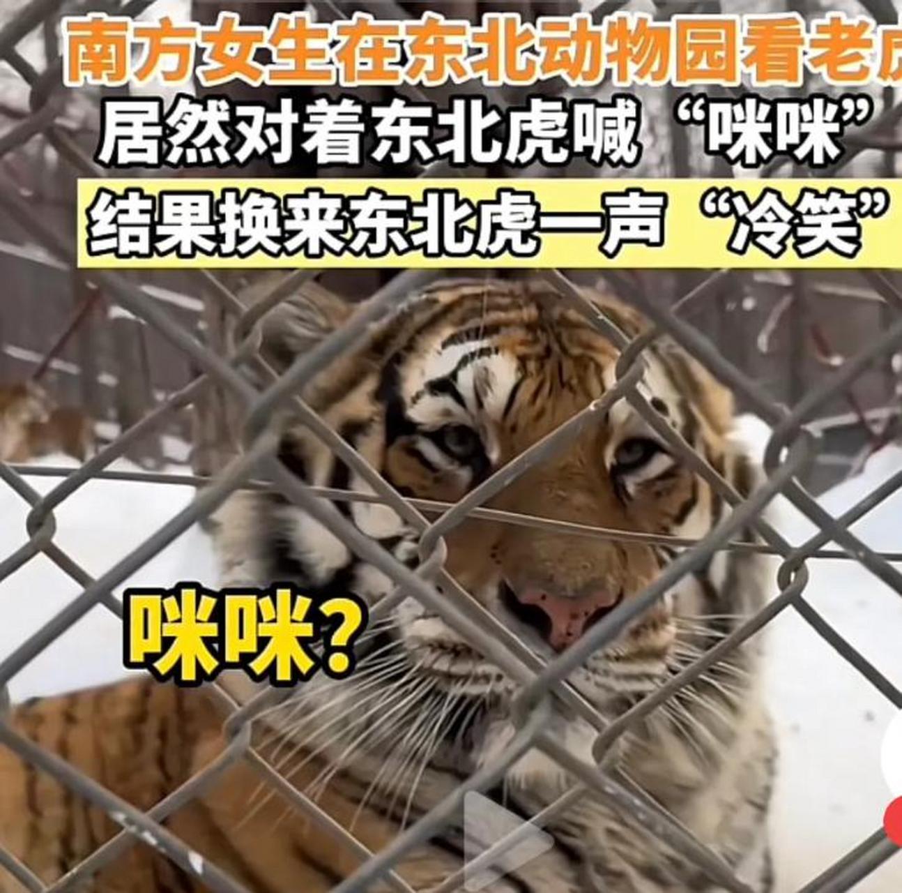 东北虎被喊咪咪后发出不屑冷笑,东北虎接客火出新高度 最近,黑龙江