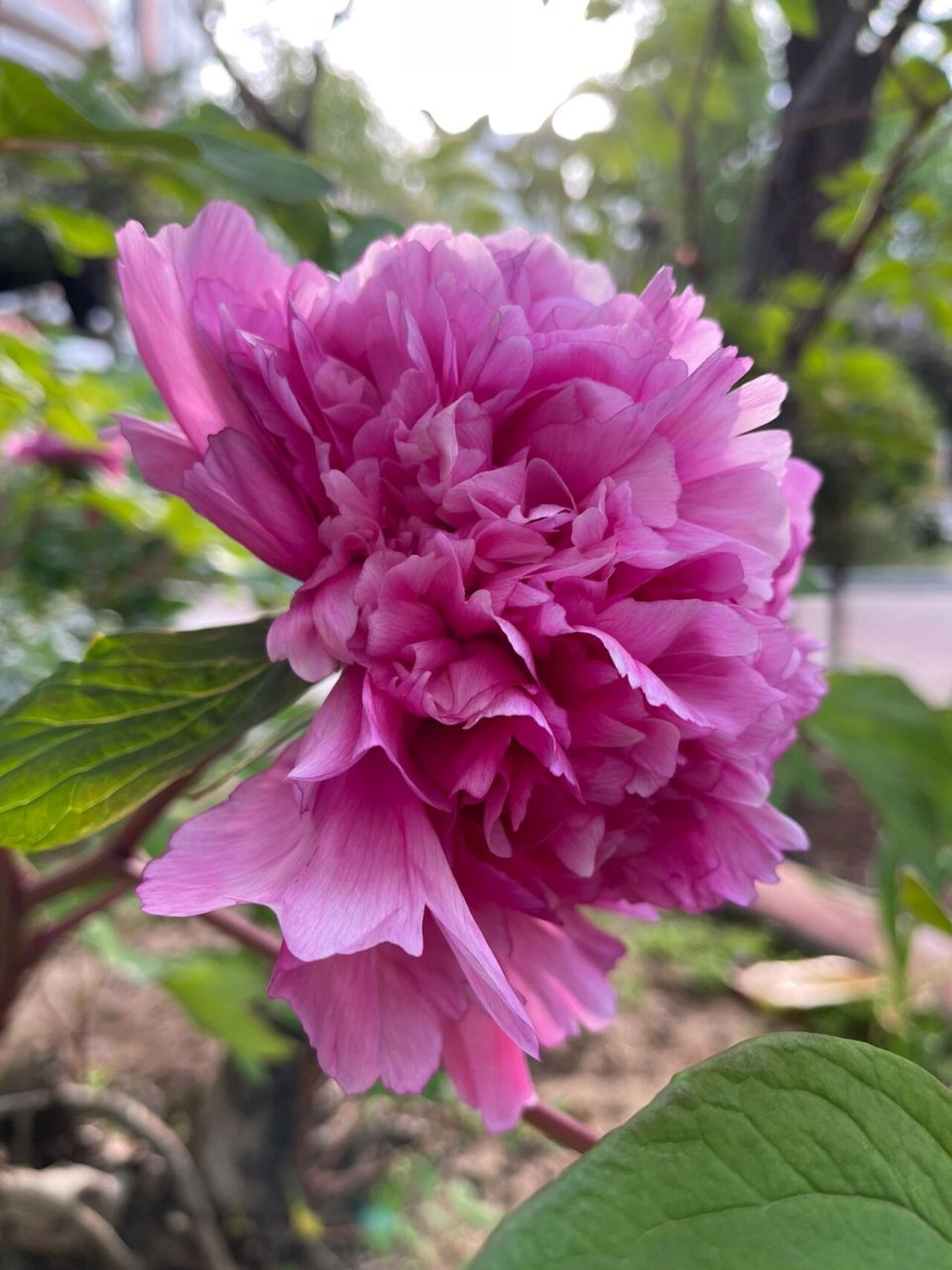 牡丹四大名品之魏紫—绝美花后!