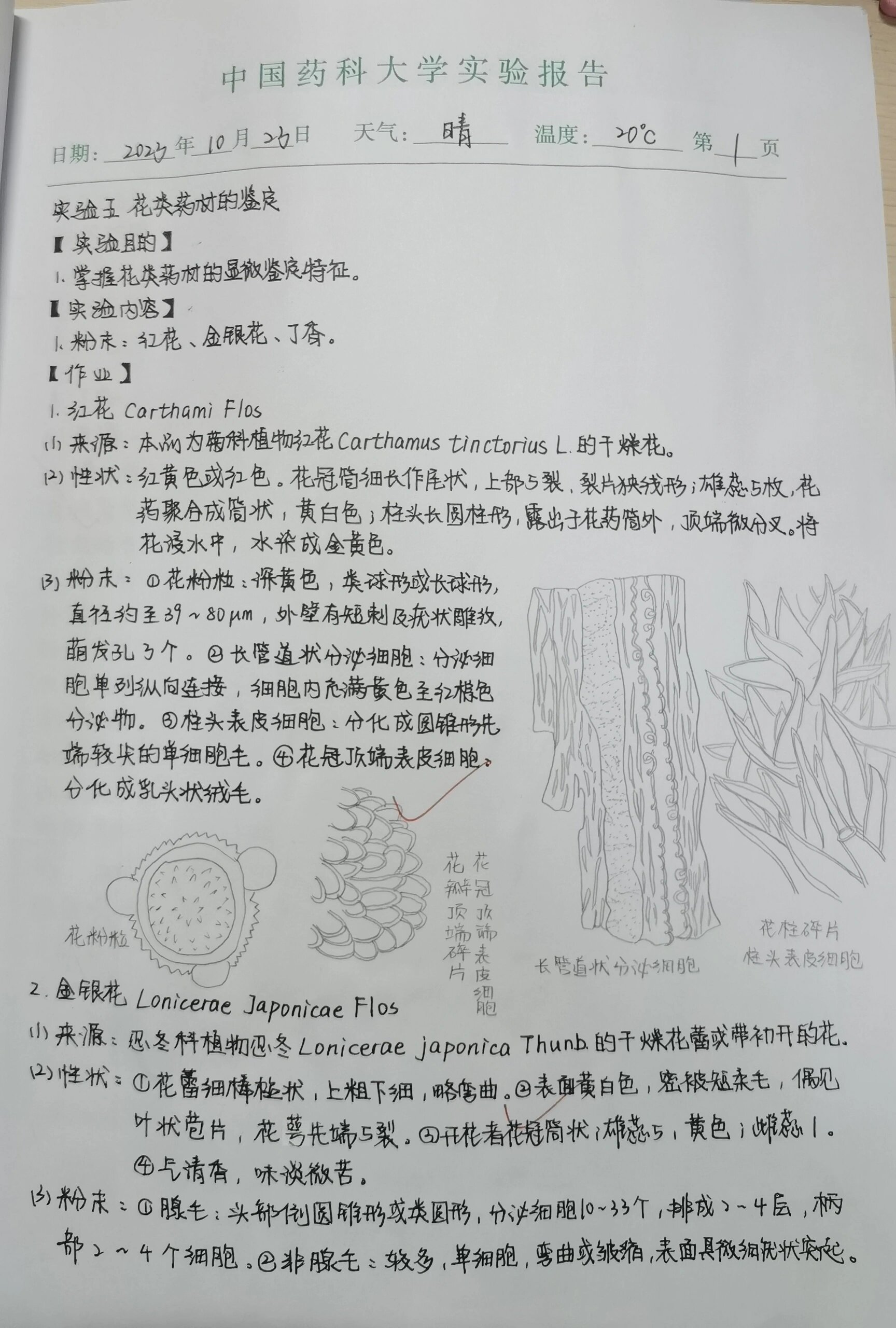 怀菊花的显微鉴定图片图片