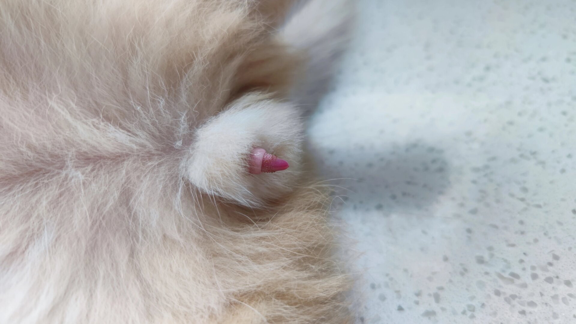 拍到小猫咪的丁丁啦 果然是有倒刺,羞不羞