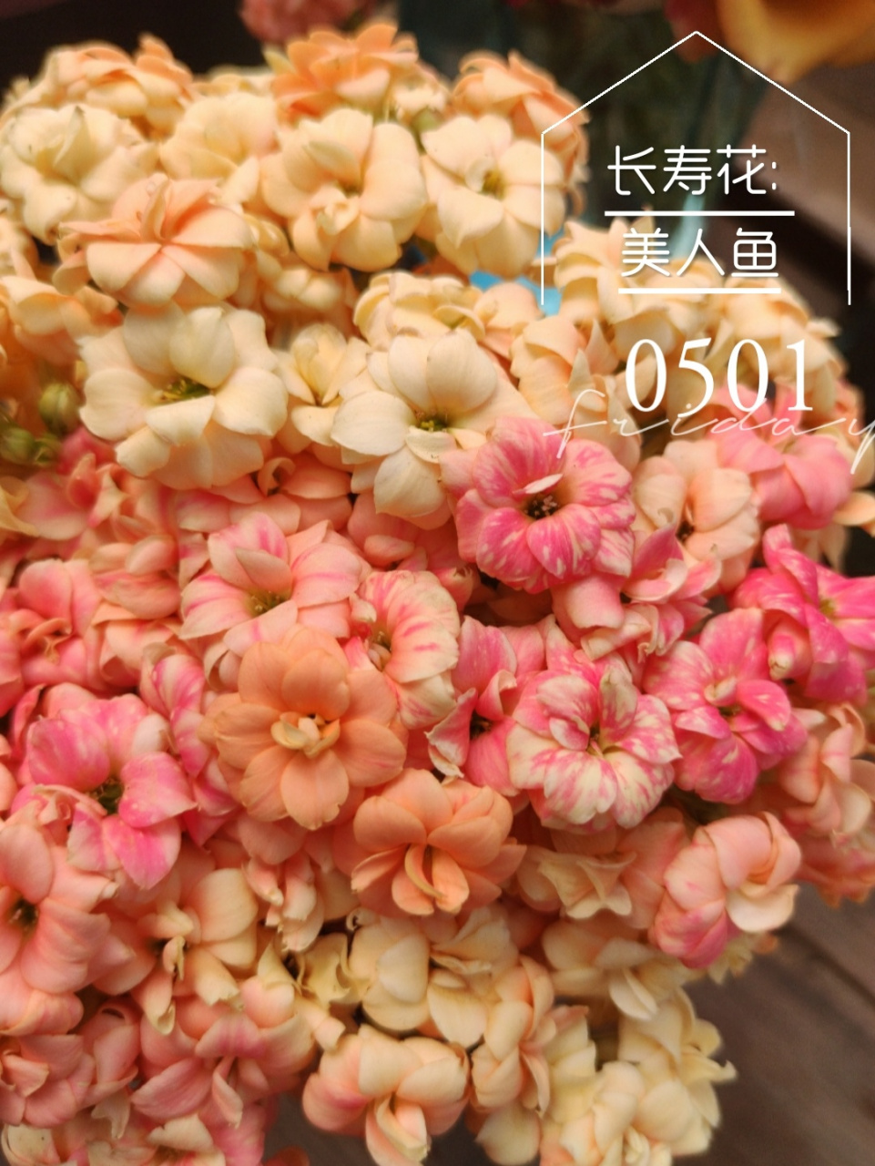 长寿花 品种:美人鱼 色彩多变,再次吹爆!