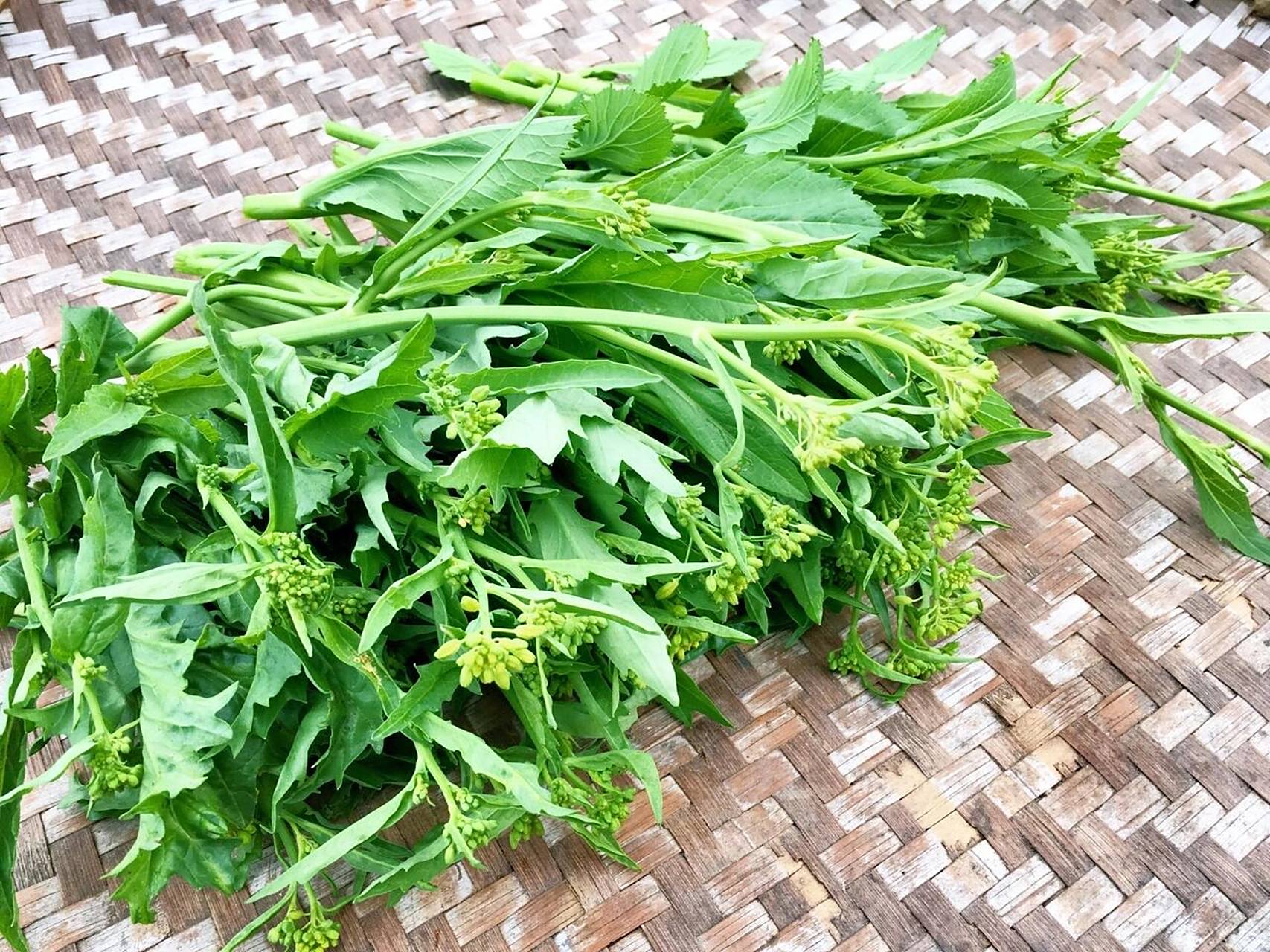 在我们四川   在我们四川 图一叫羊角菜,很多地方喊的棱guo菜,重庆