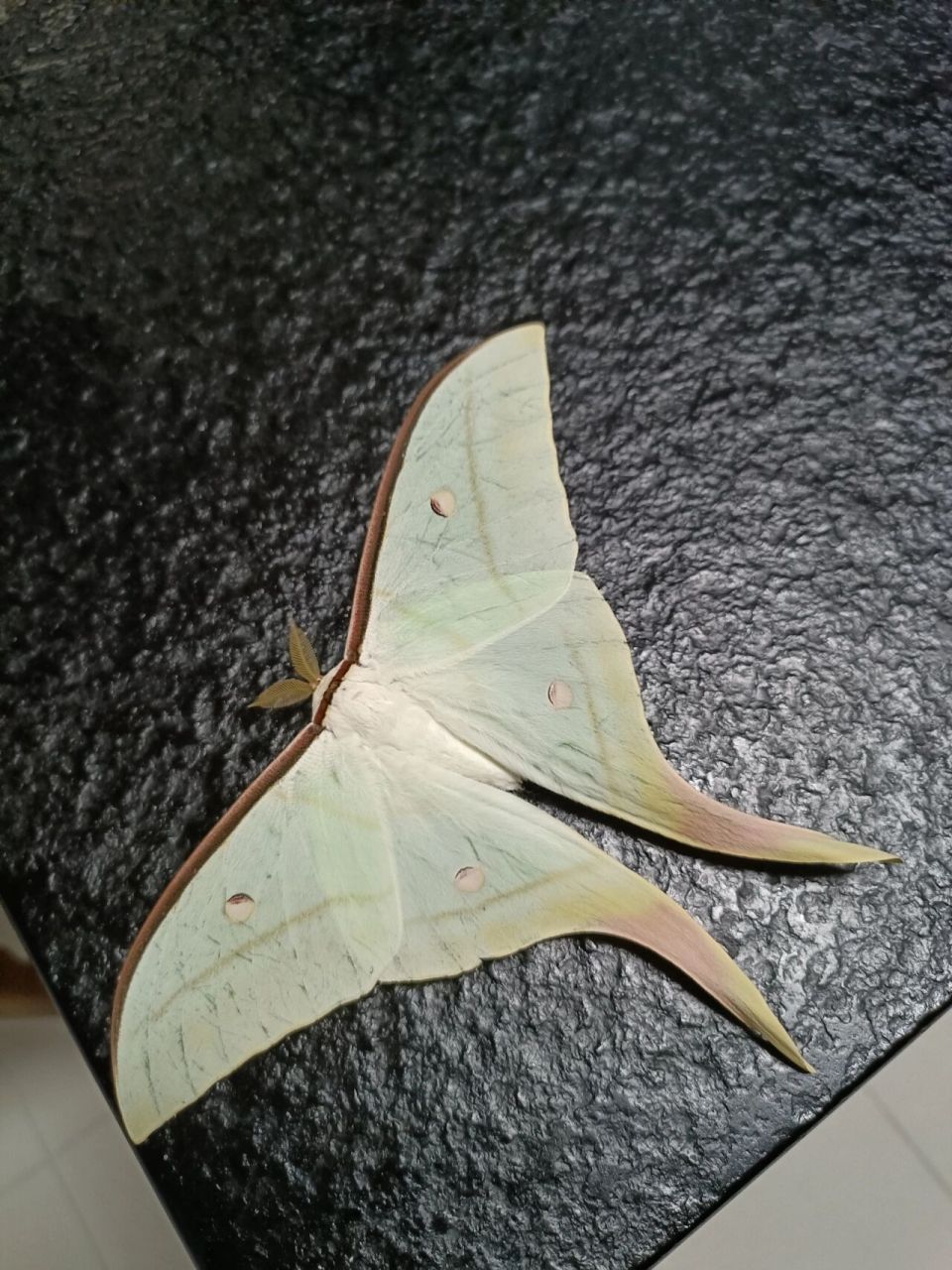 宁波尾大蚕蛾,太美了 刚刚它被灯光吸引,飞进家中.