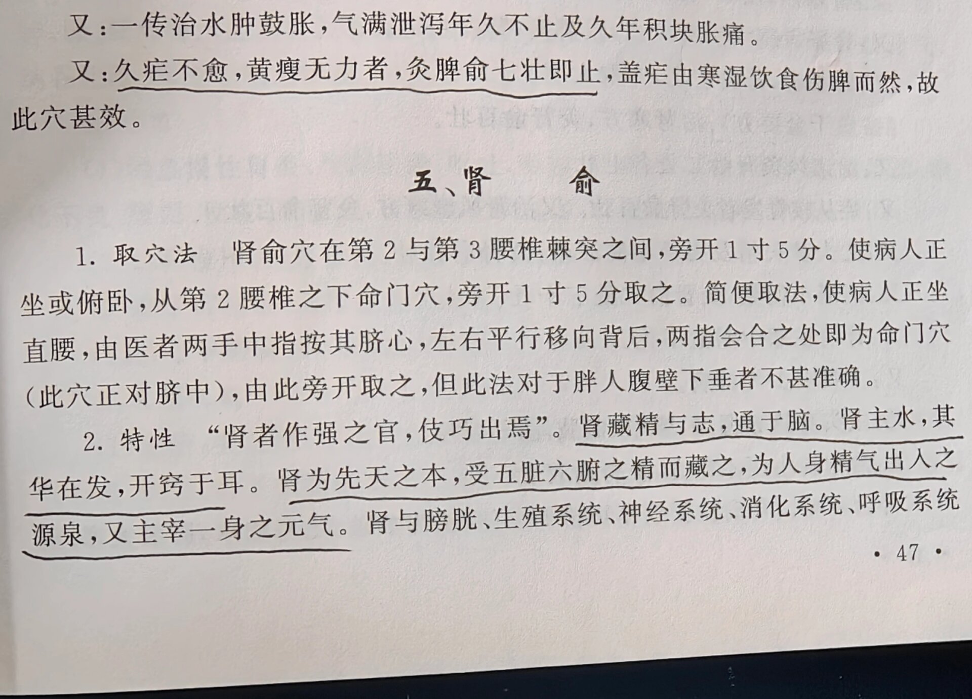 肾腧图片