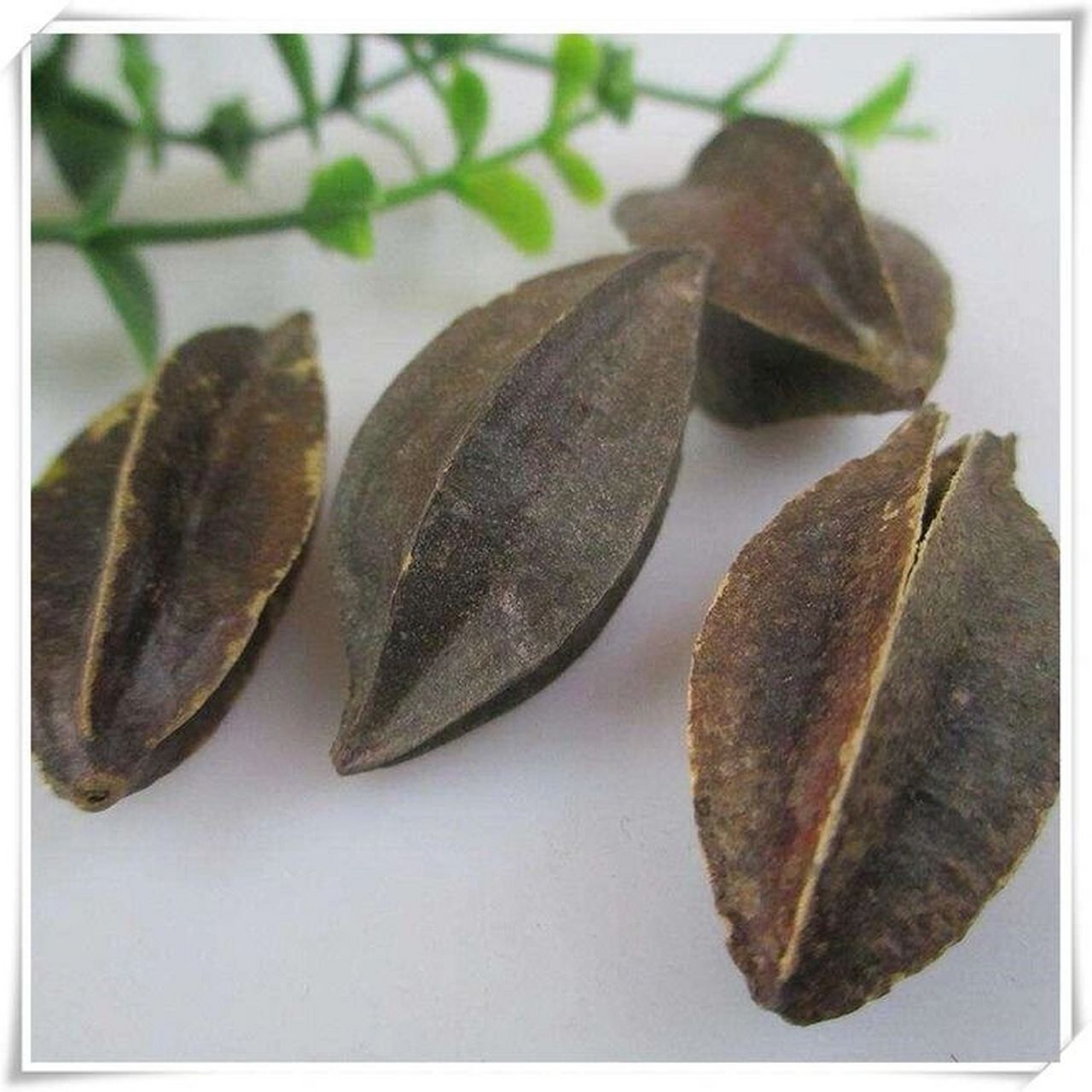 教你认识一味中药～使君子 使君子是一个中药材,具有杀虫健脾,消积抗