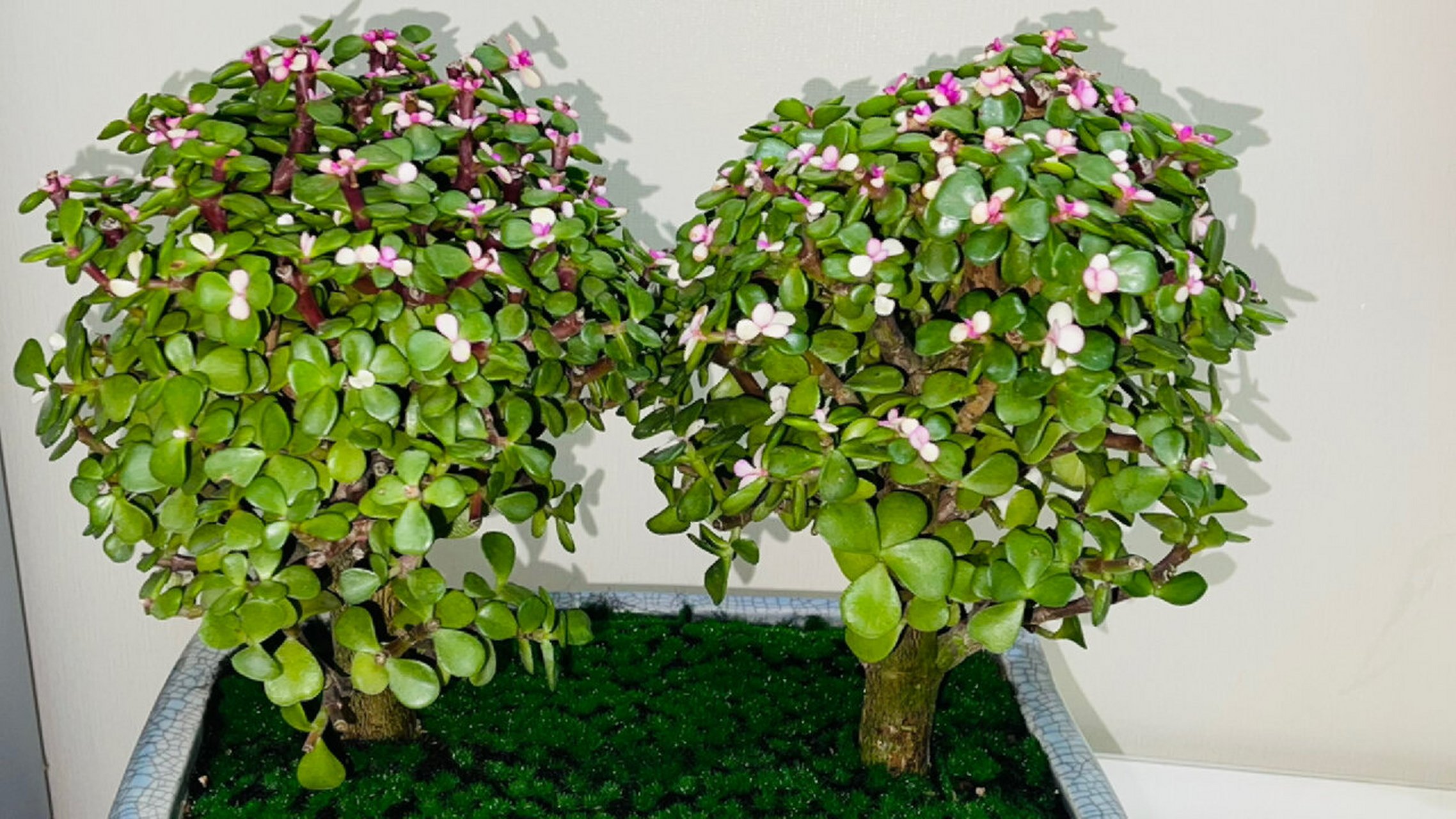 金枝玉叶 的小常识 别名:小叶玻璃翠,银杏木,马齿苋树,金枝玉叶 一