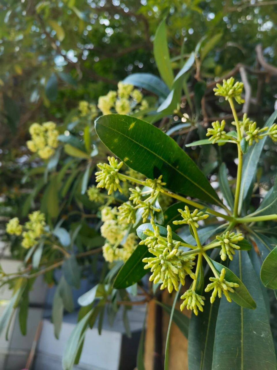 喜欢94,欣赏94-糖胶树 糖胶树 又名灯架树,面条树,夹竹桃科鸡骨