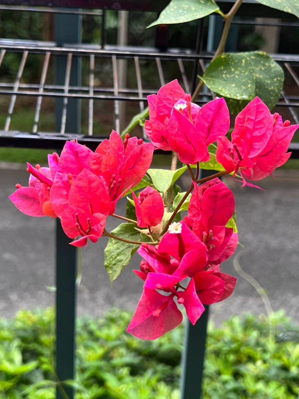 洒金红三角梅开花花啦 一直在记录. 花色颜色变化～ 洒金红三角梅