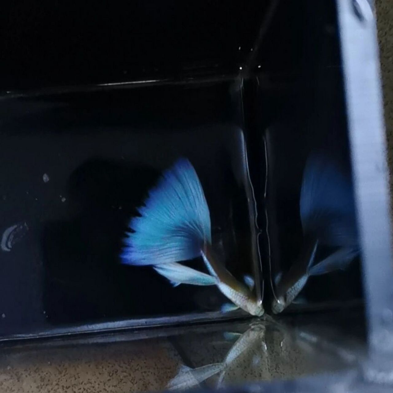 孔雀鱼针尾治疗989898 针尾病在孔雀鱼的鱼苗养殖过程中最为