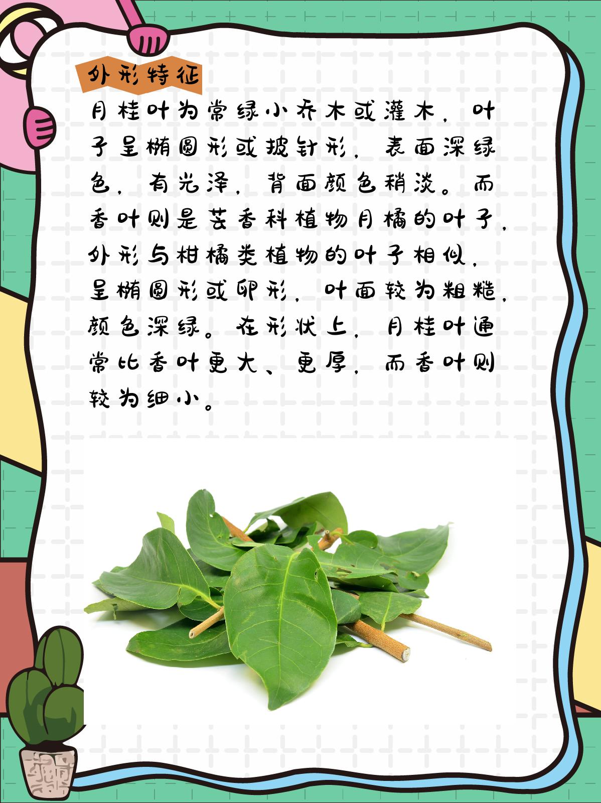 月桂叶和香叶的区别