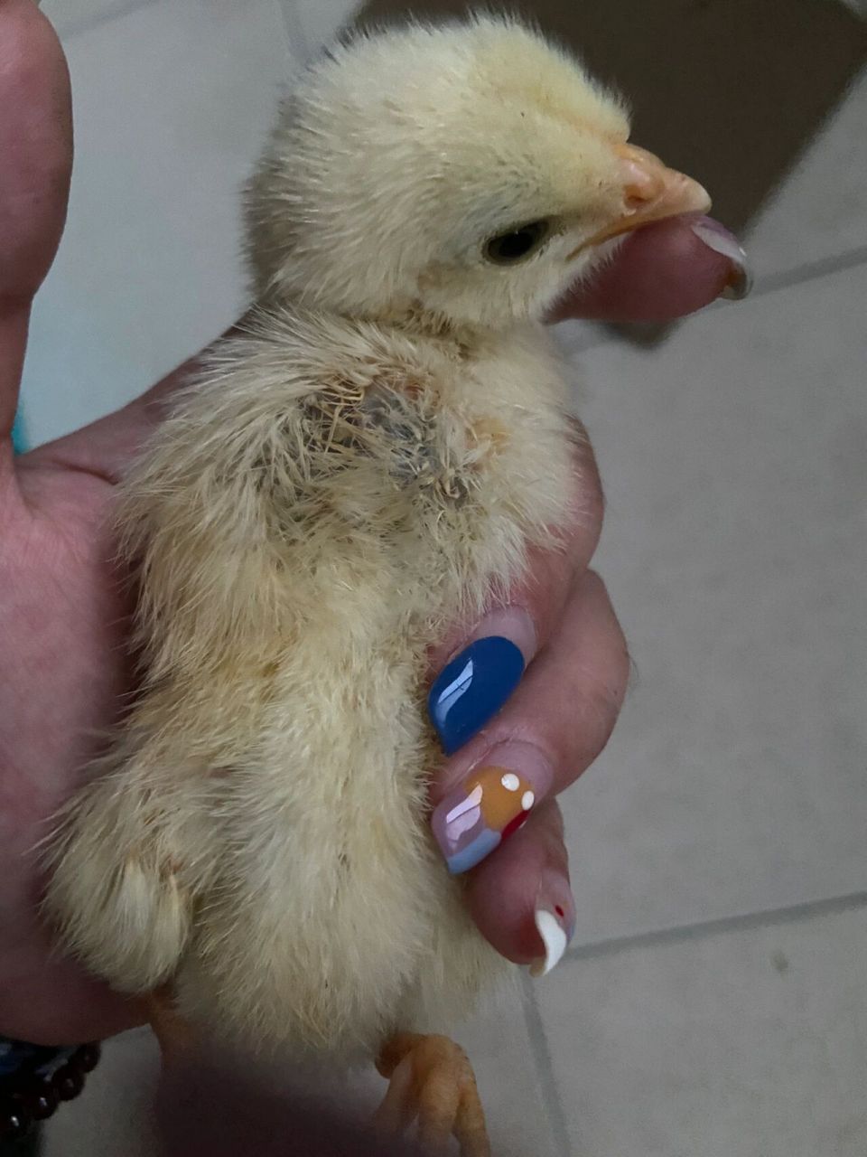 【求助】鸡嗉囊鼓鼓的不消化怎么办 感觉吃了一片小叶子 一天了没消化