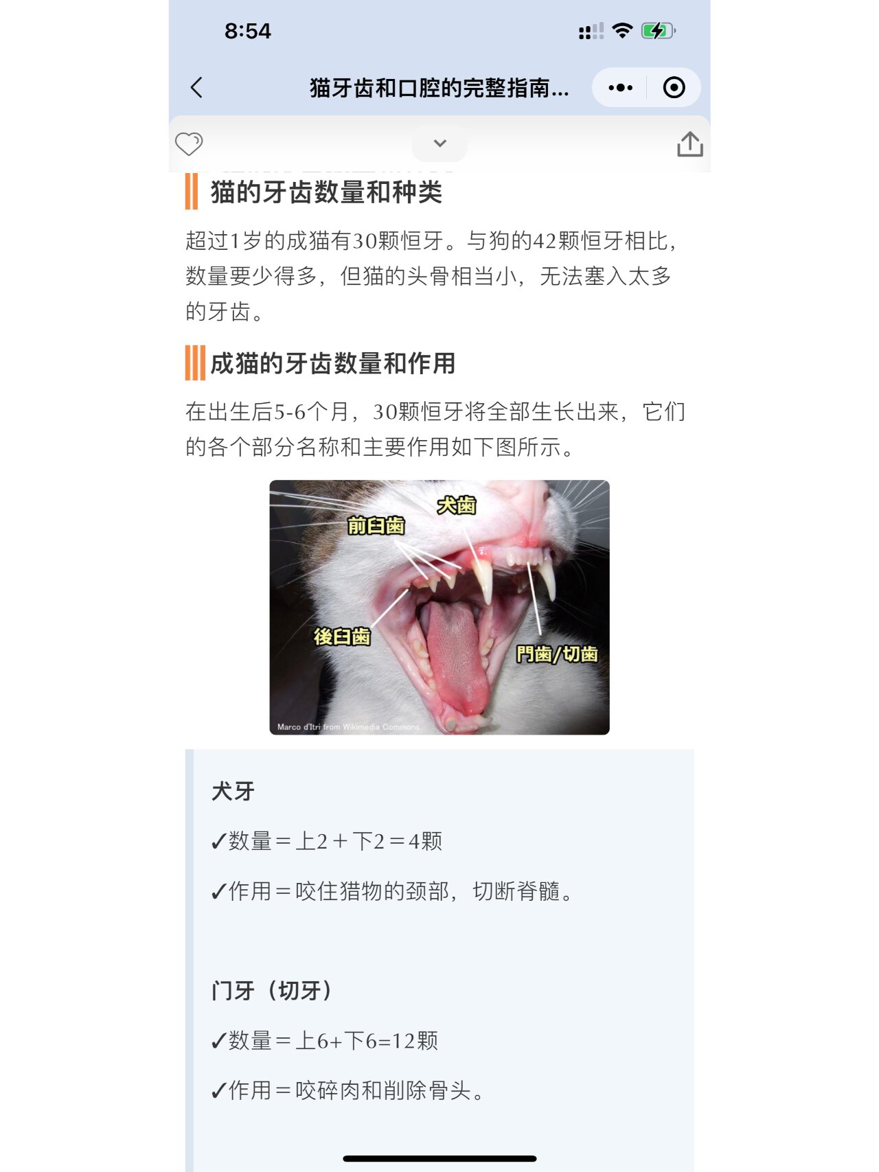 猫咪换牙顺序图片图片