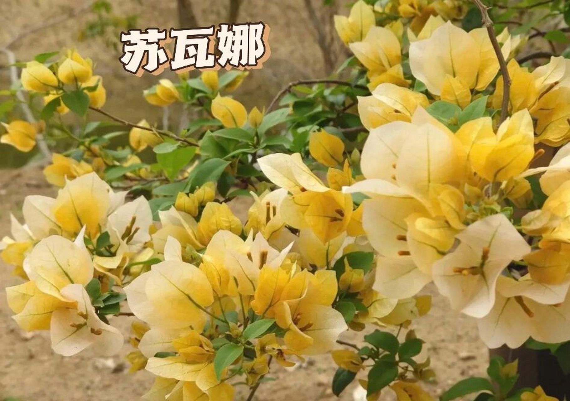 每天认识一种三角梅—苏瓦娜 奶fufu 的苏瓦娜999999  勤花指数