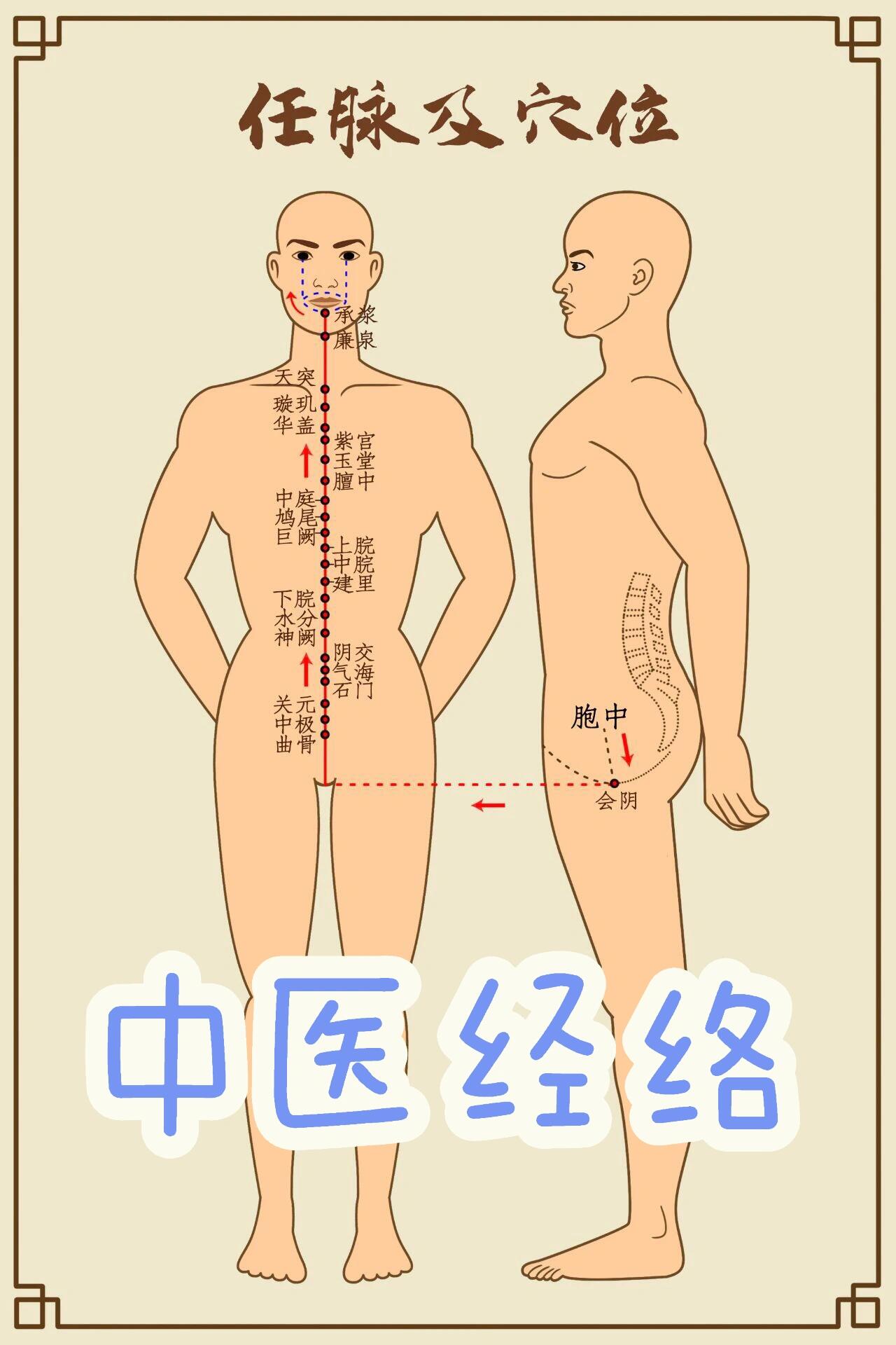 人体十四经络高清图 今天啃的是人体经络