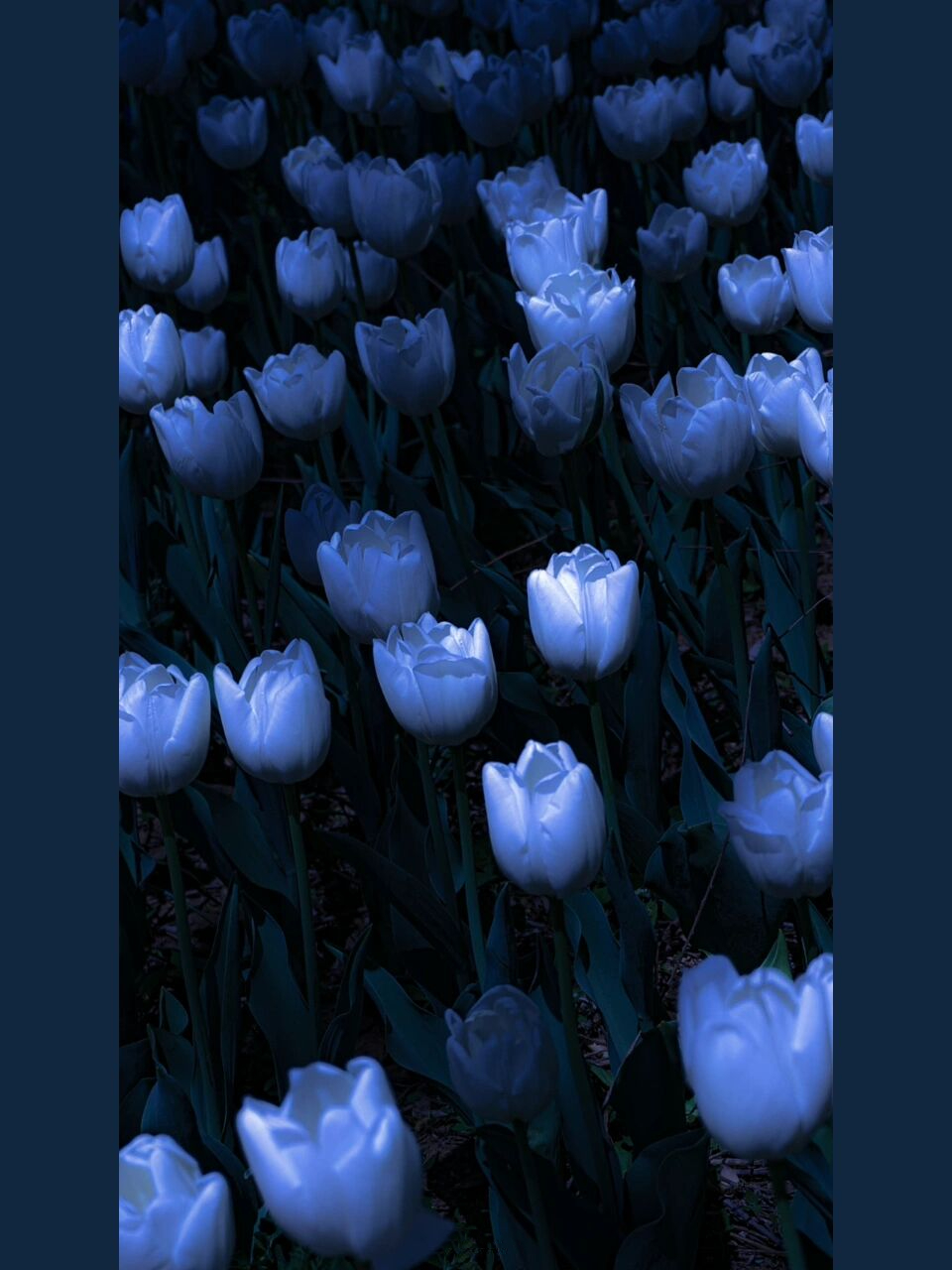 郁金香 大海 蓝色 /治愈系蓝色 97 	 摄影师/freela