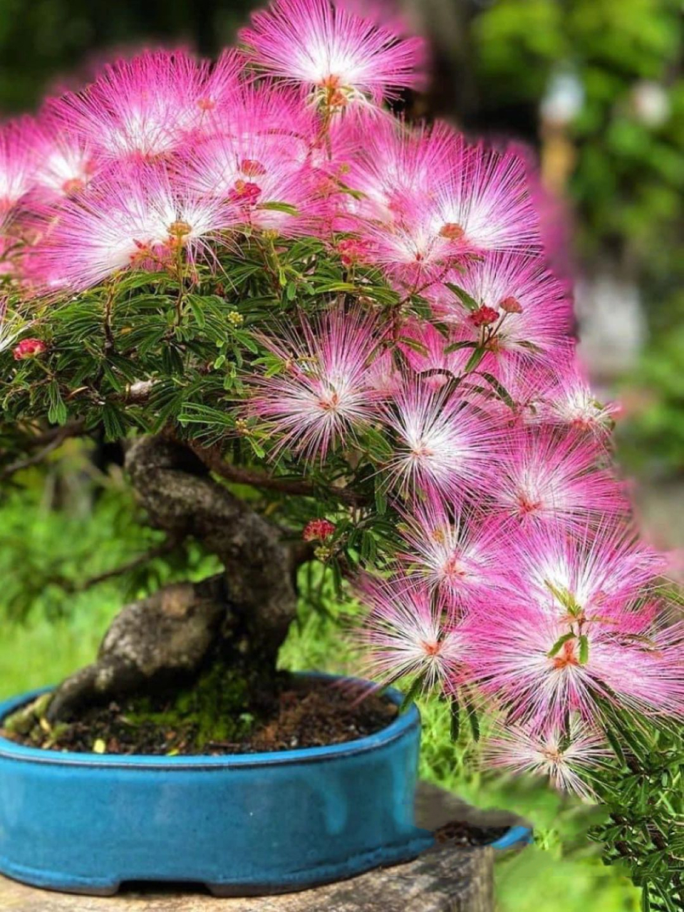 合欢花|盆景 后台很多小94好奇紫藤,玉兰也可做盆景,其实万木皆可