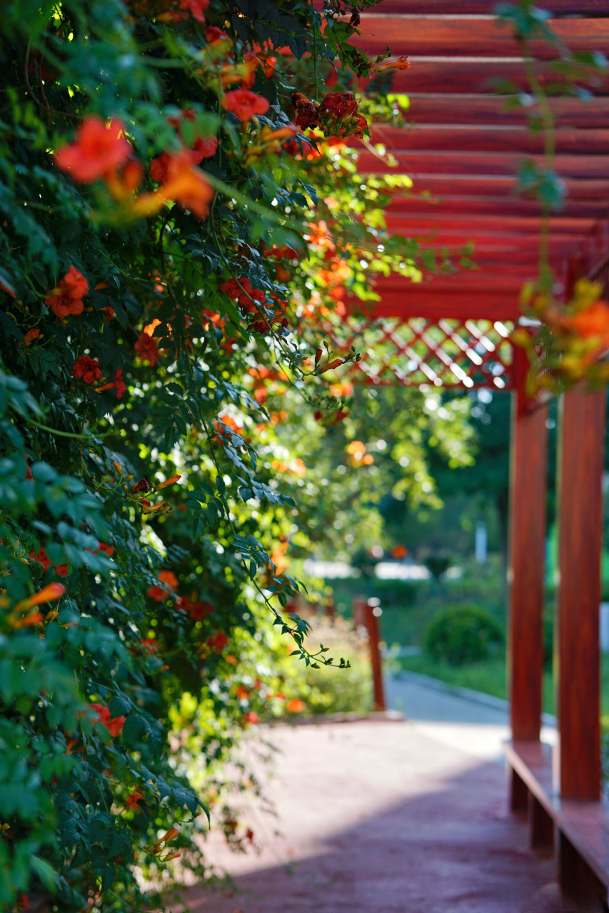 滨医随手拍#  春天,像一篇巨制的骈俪文;而夏天,像一首绝句.