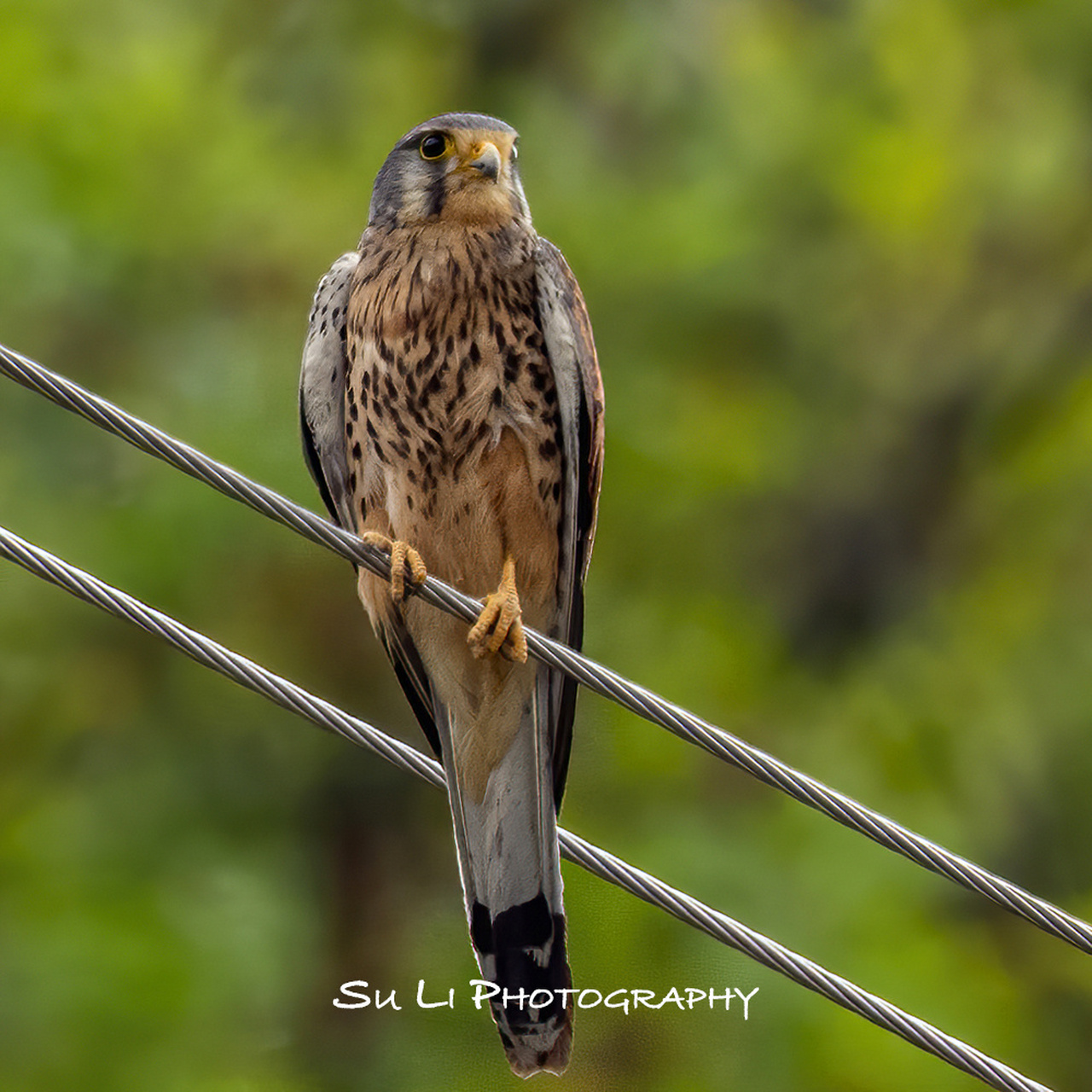 每日一鸟121 - 美丽的大眼睛红隼 红隼eurasian kestrel是小型隼,雄鸟