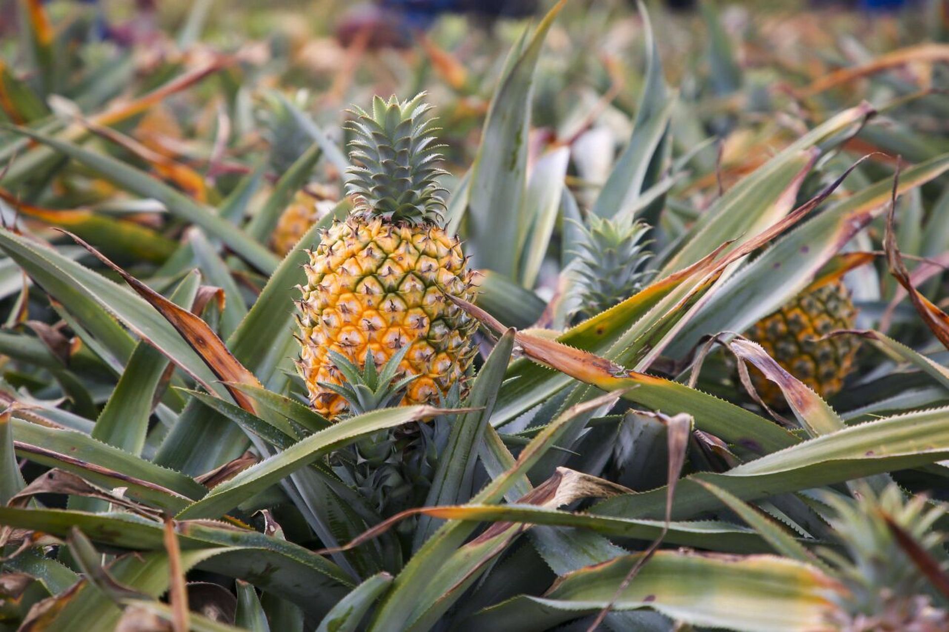 原来菠萝是长在地上的 吃了很久的菠萝 一直以为是长在树上的 结果