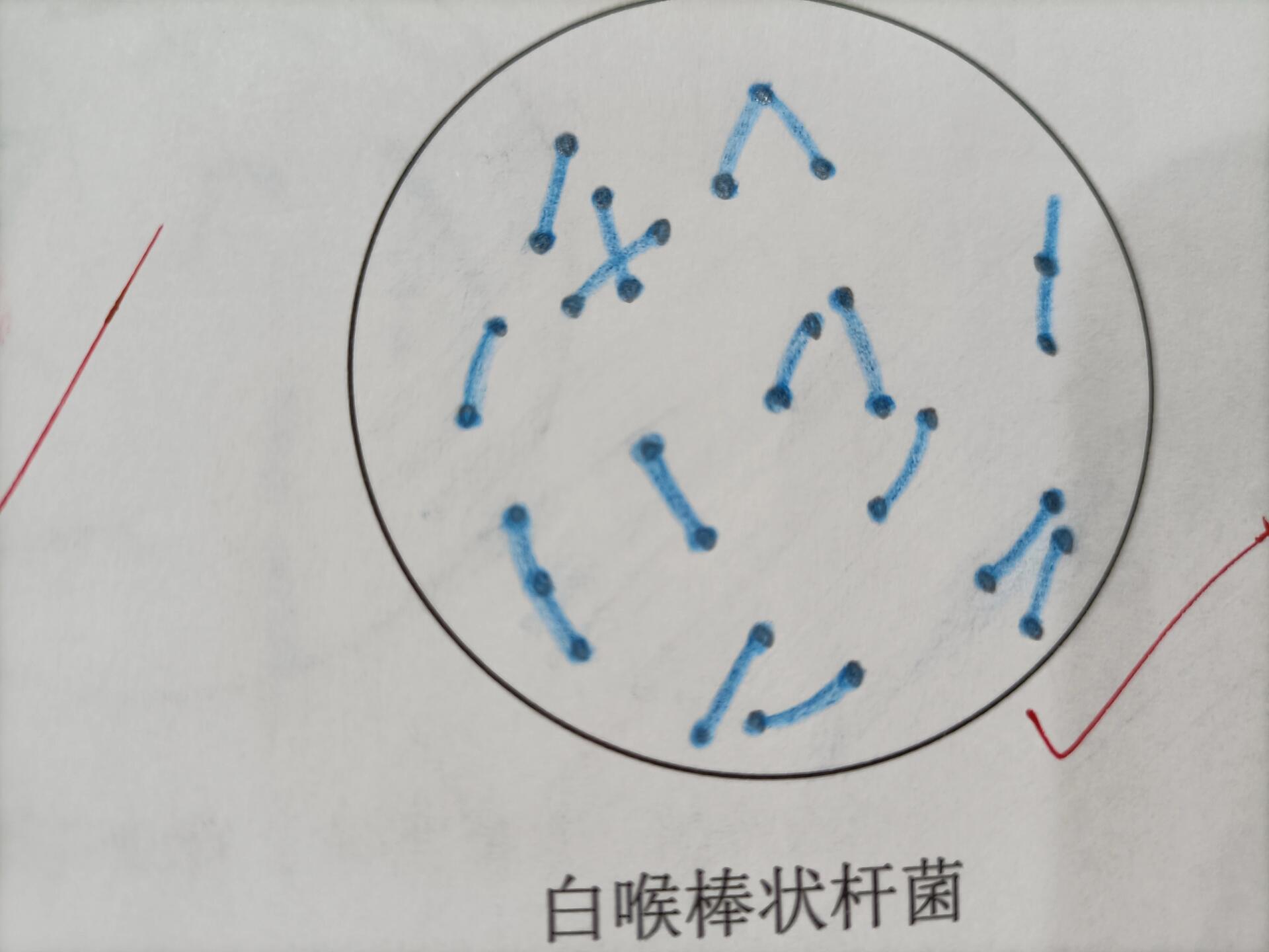 破伤风杆菌红蓝铅笔图片