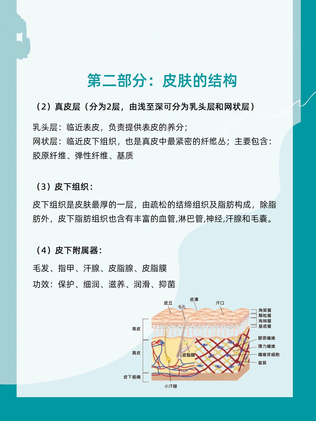 皮肤基础学知识| 认识皮肤| 了解皮肤结构90