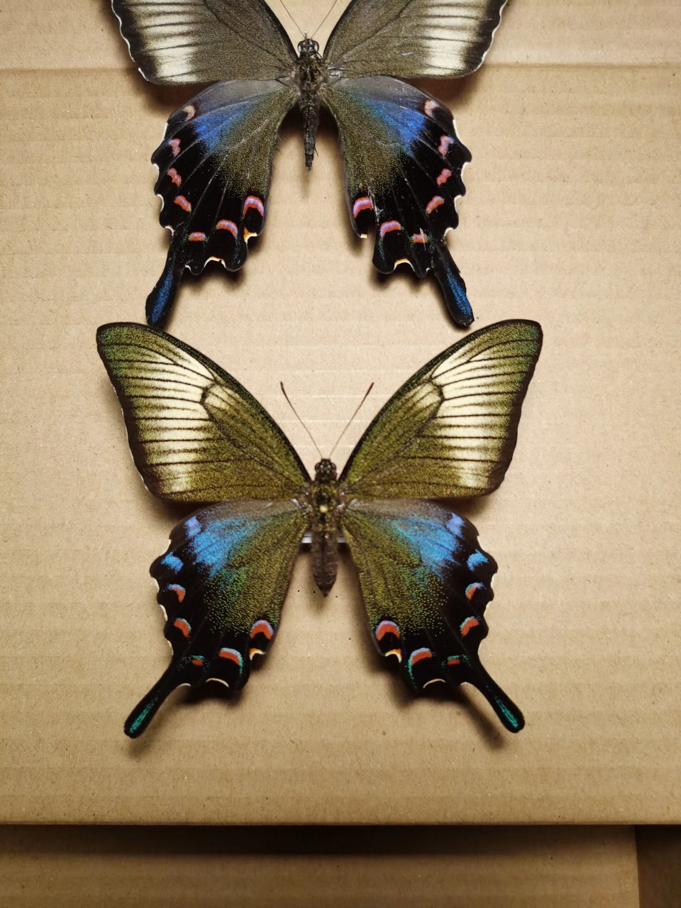 德罕翠凤蝶 上边是山东的指名,下边是鹿儿岛的tokaraensis.