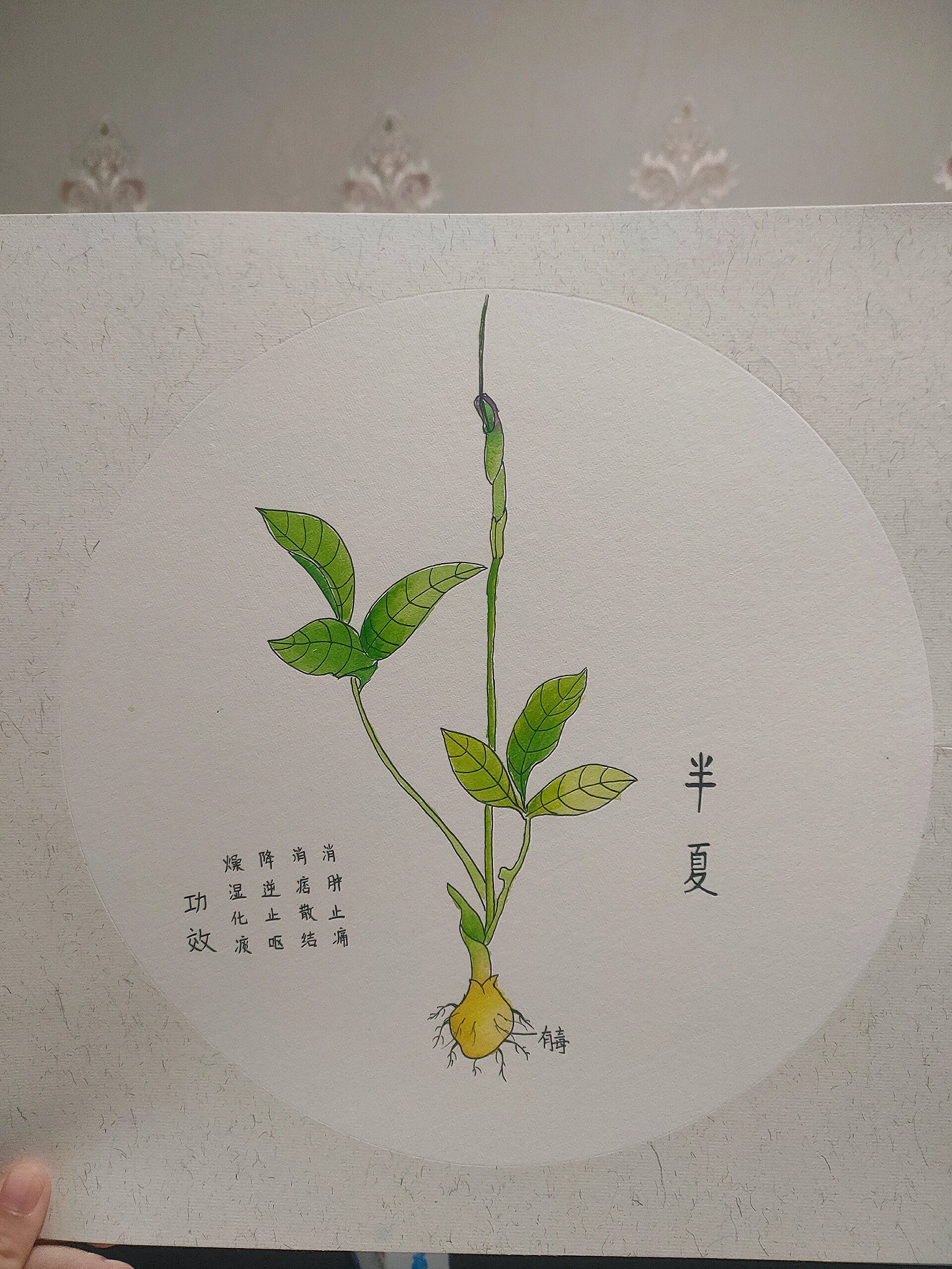 半夏 手绘 《本草纲目》篇