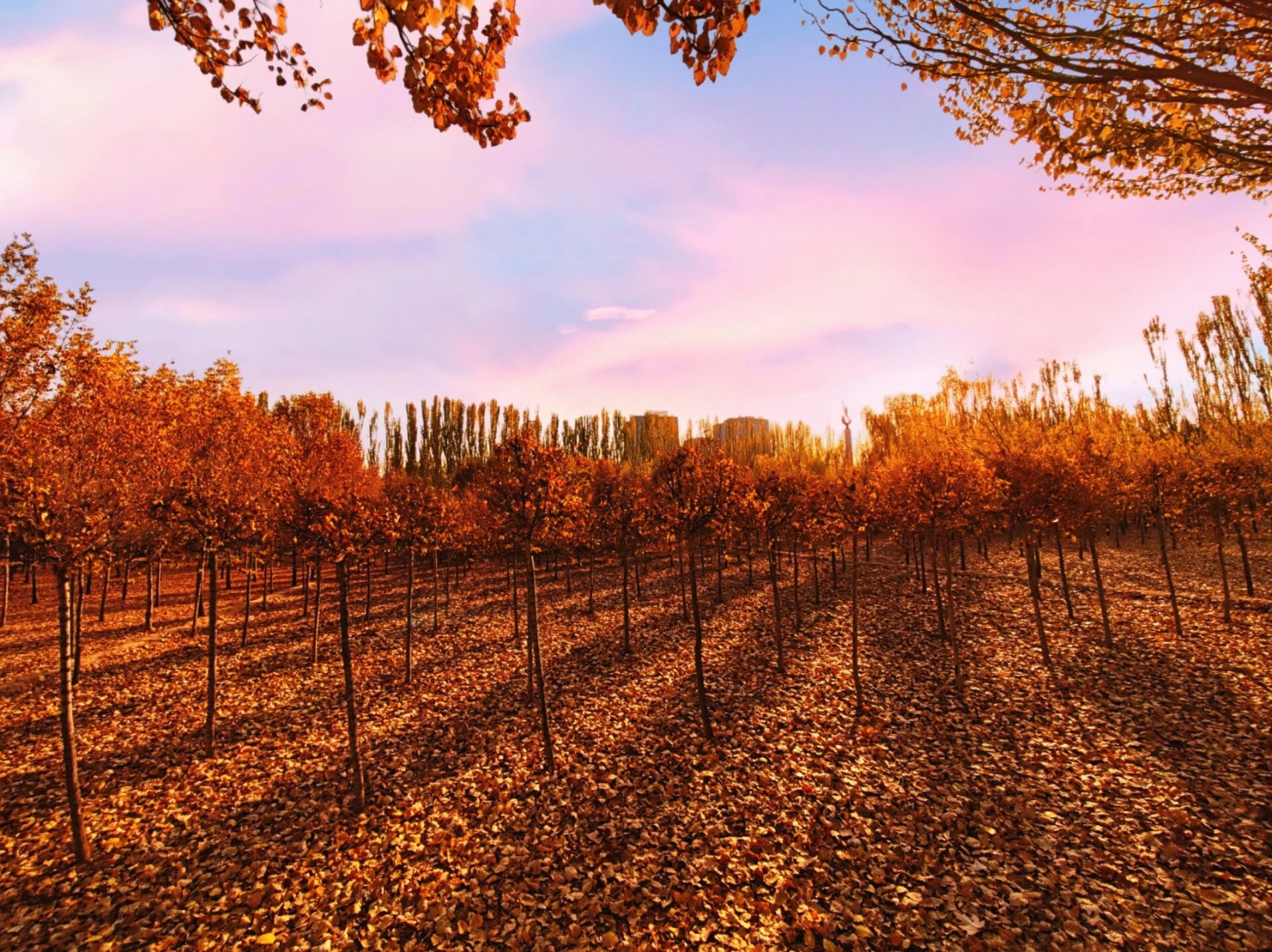 凤凰公园|银川金秋citywalk的必行之地 金秋时节,来到凤城银川, 这里