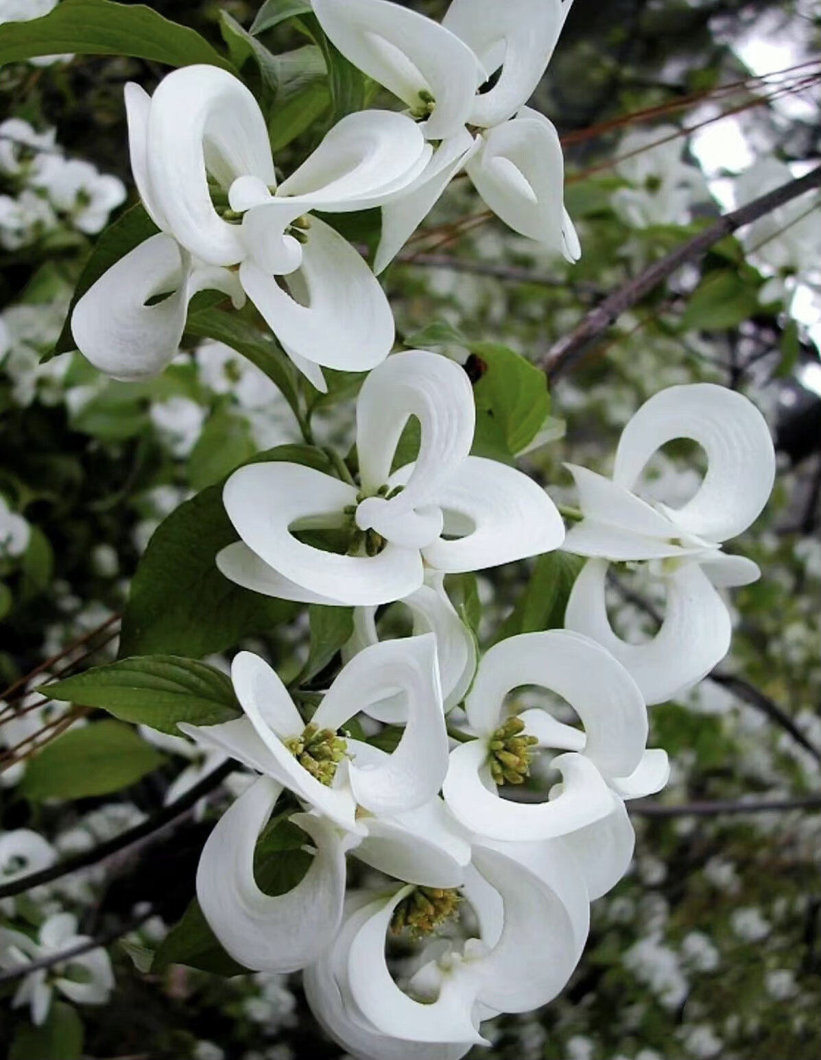大花四照花(cornus florida) 在《山海经·南山经》中,四照花被描述成