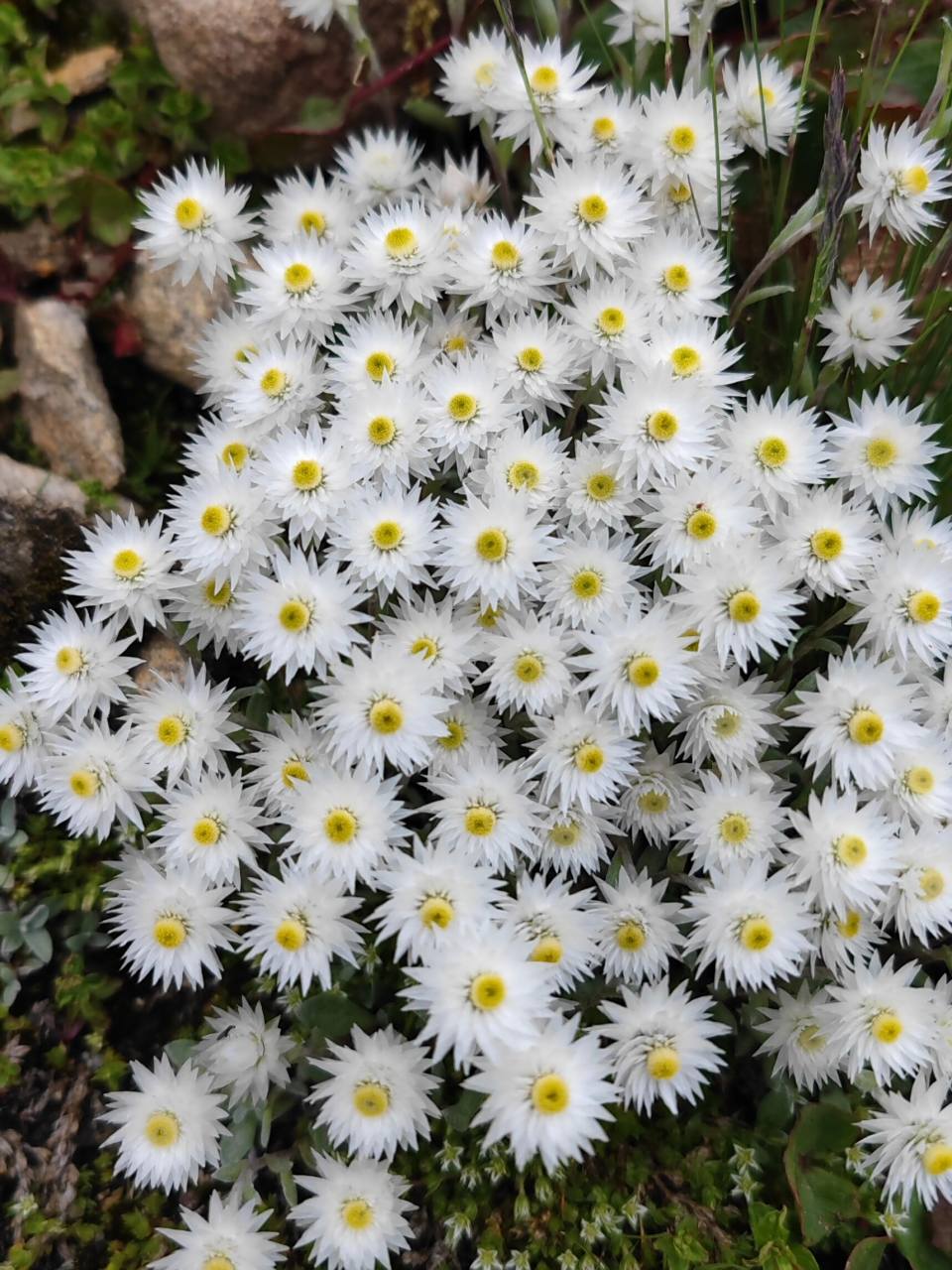 自然之美~尼泊尔香青 #植物# #原创# #西藏#,西藏林芝最美的高原植物