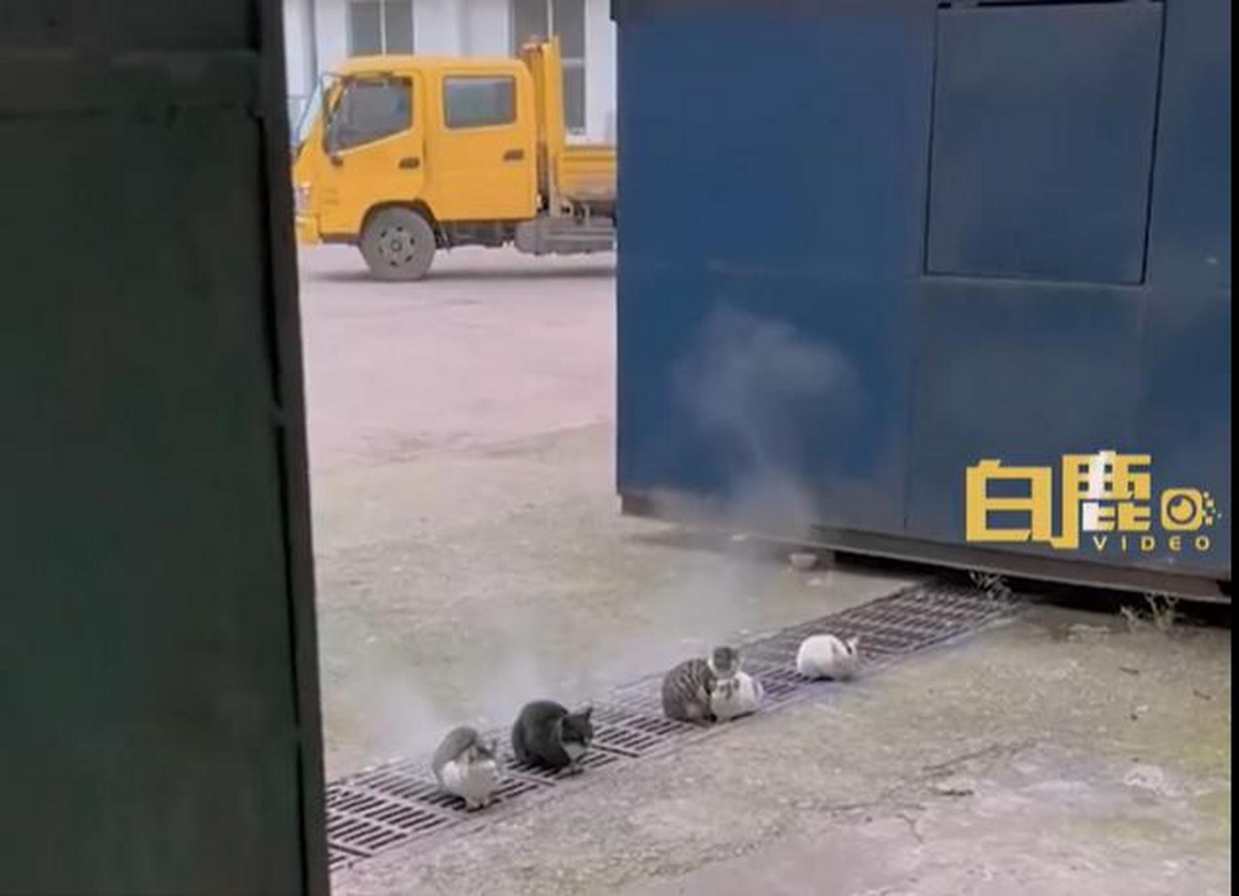 【5流浪猫依偎冒气井盖取暖似蒸桑拿】12月11日,江苏南京.