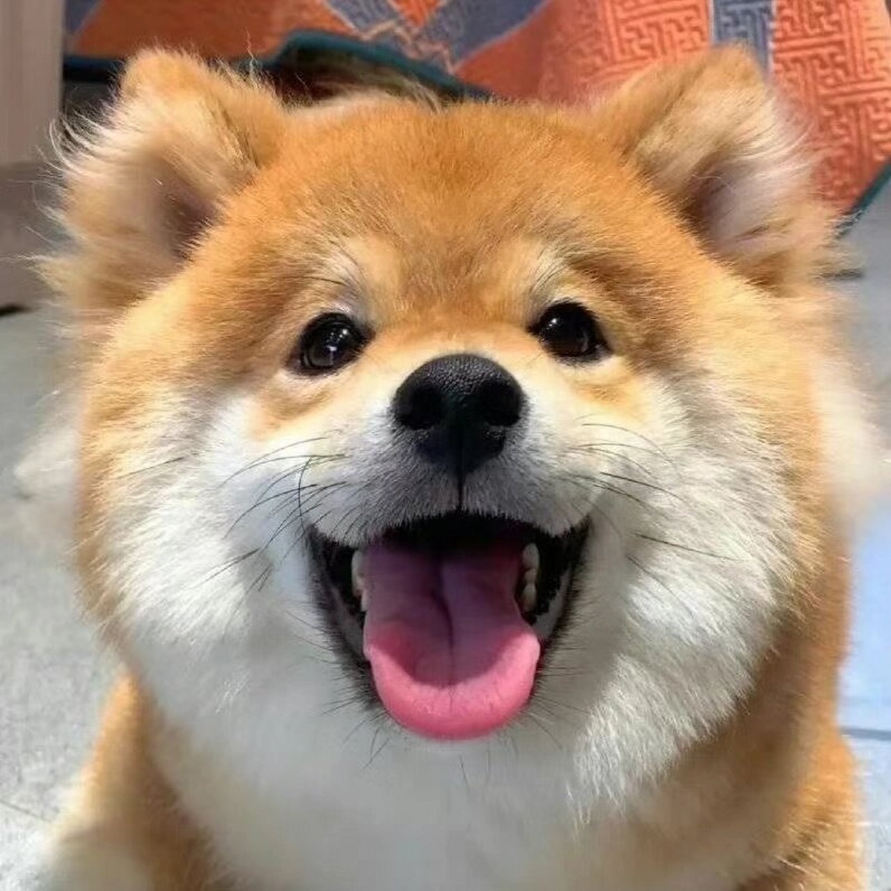 低调动物情侣头像无水印 最近想用的两组情头910606