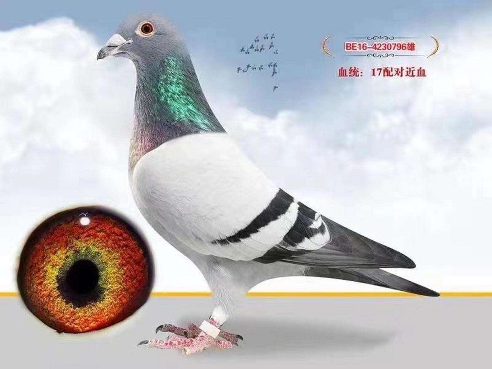 17配对速霸龙93