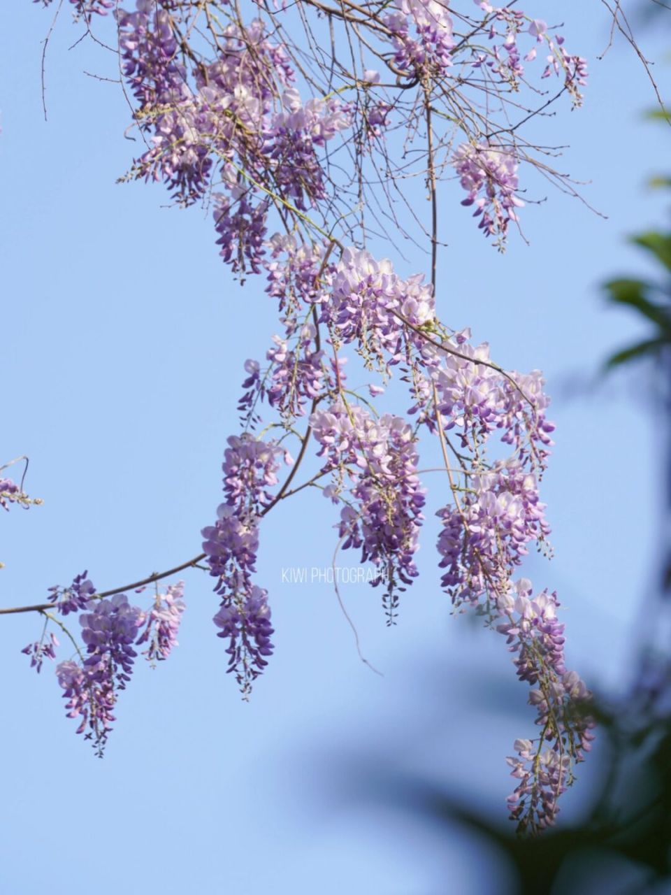 常州|约园 原来常州最美的紫藤藏在这里!