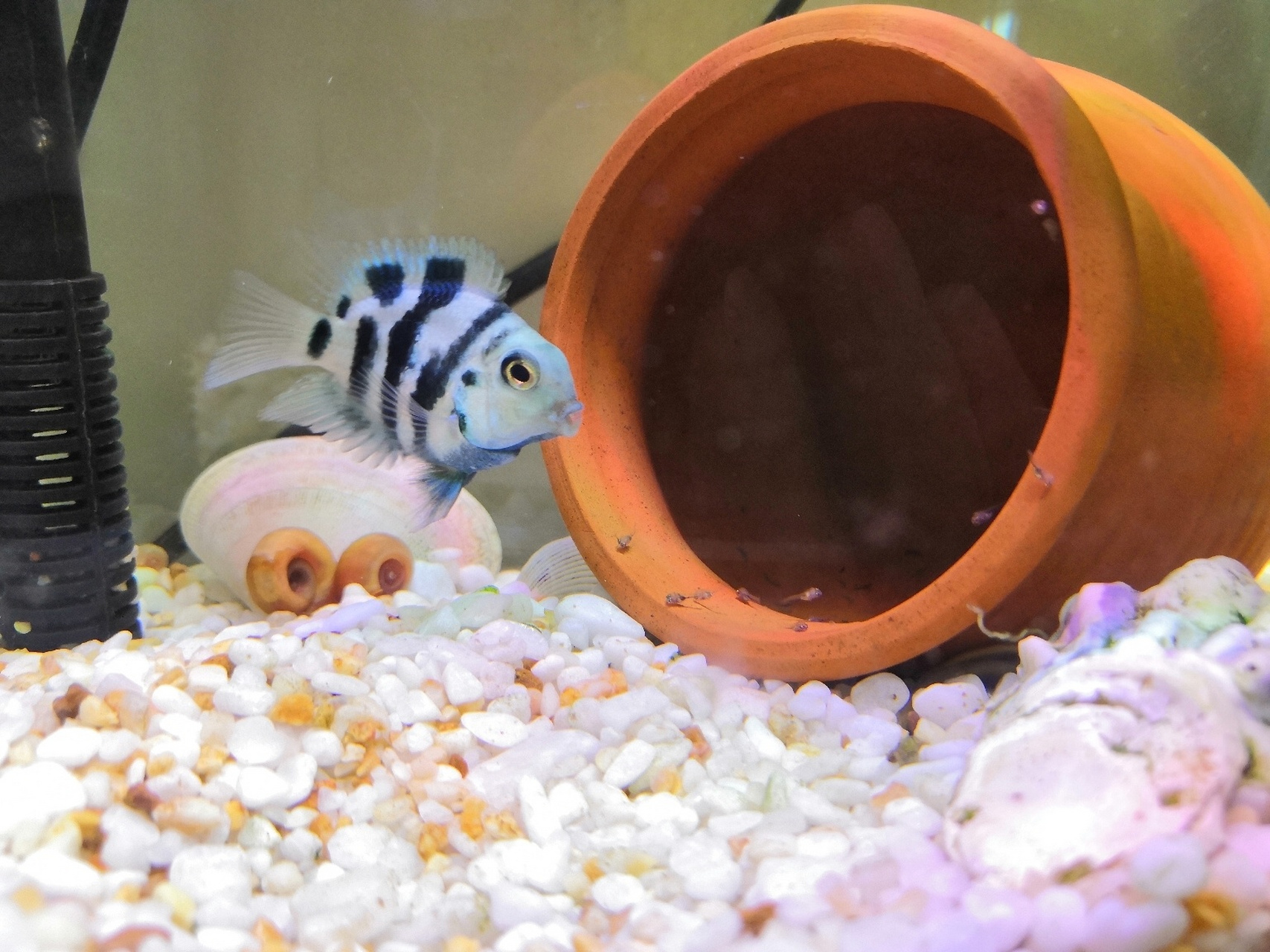 迷你鹦鹉繁殖④孵化 受精卵一般7天左右孵化成功!