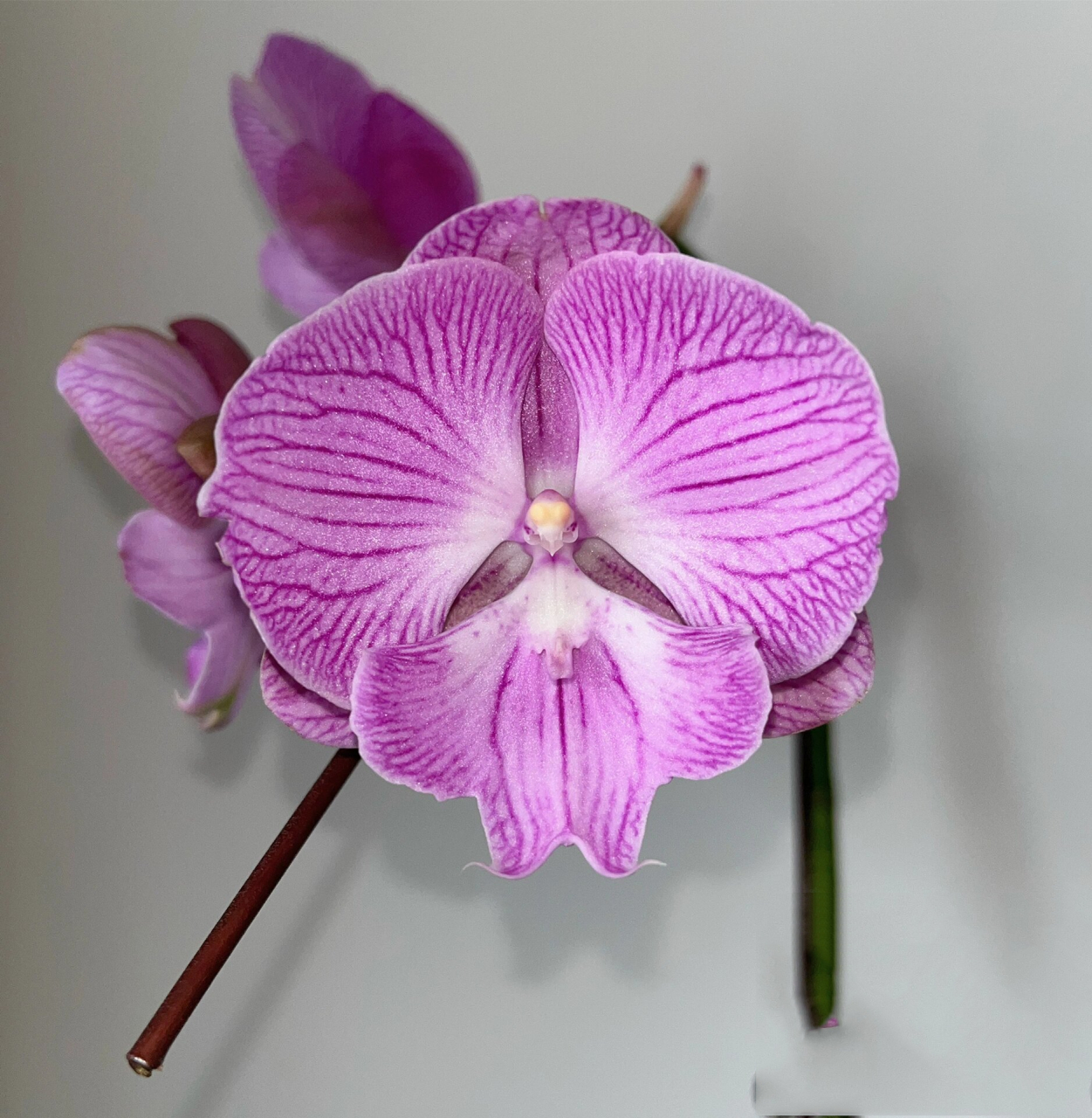 白天鹅蝴蝶兰# 很仙～ #曼塔朗布隆# 网上对它的吐槽很多