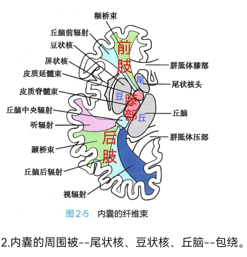 一张图搞清楚内囊结构