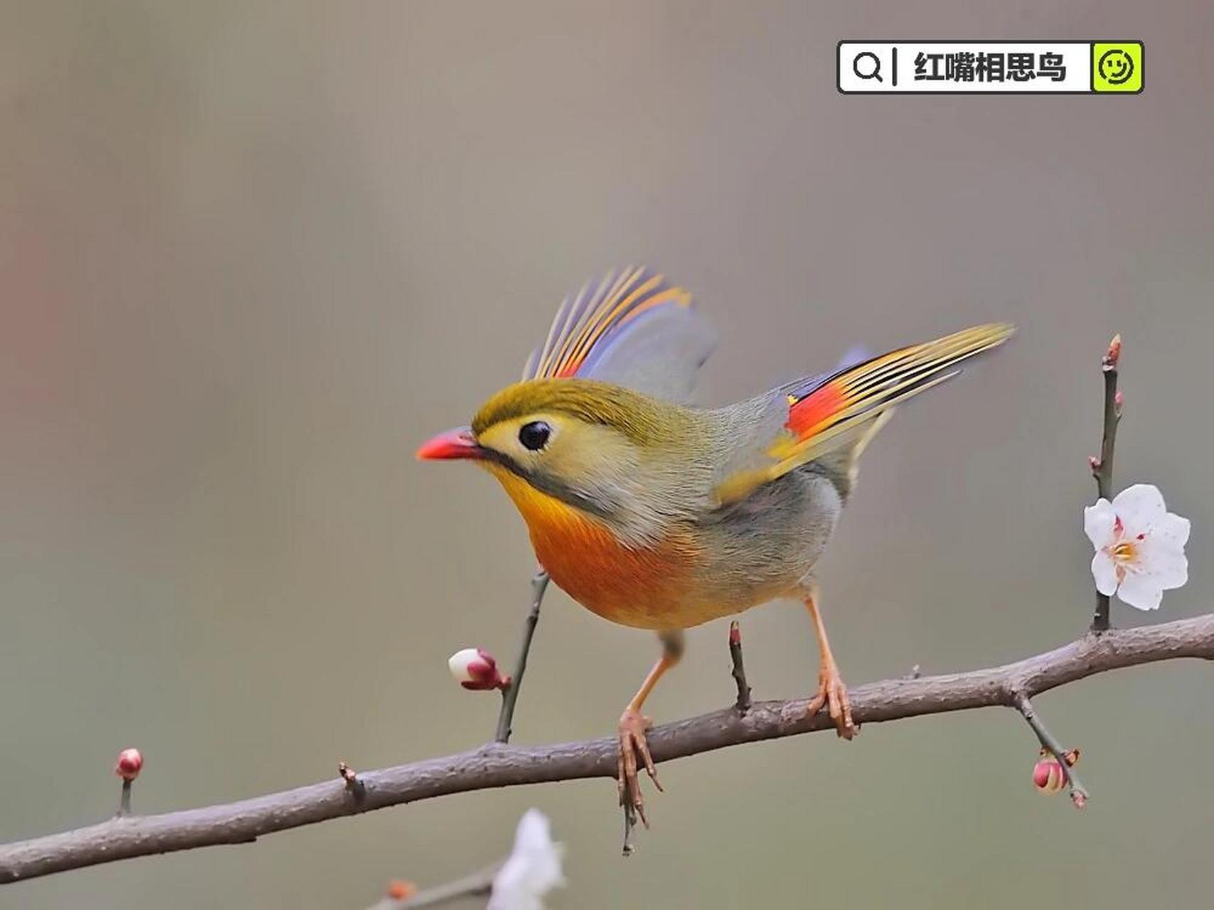 红嘴鸟叫声图片