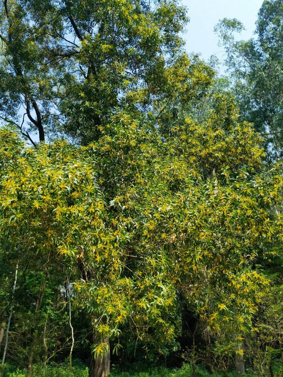大叶相思 又名耳叶相思,耳荚相思,豆科金合欢属,见《华南植物园导赏