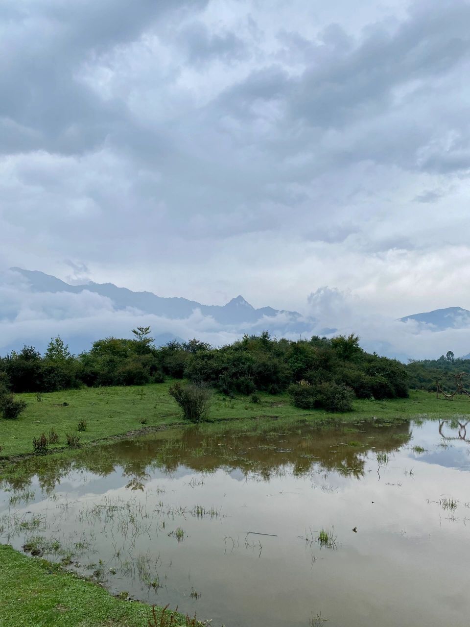 熊猫坪 黄草坪 卧龙大熊猫苑 p1-7卧龙中华大熊猫苑神树坪基地 门票90