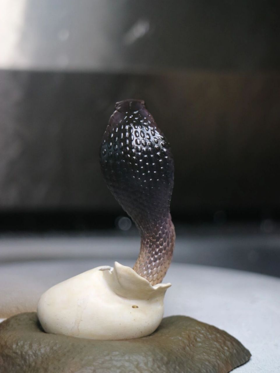 高颜值眼镜蛇手办 两年前帮朋友涂的小眼镜蛇,刚出壳,多嫩啊肉肉的,想