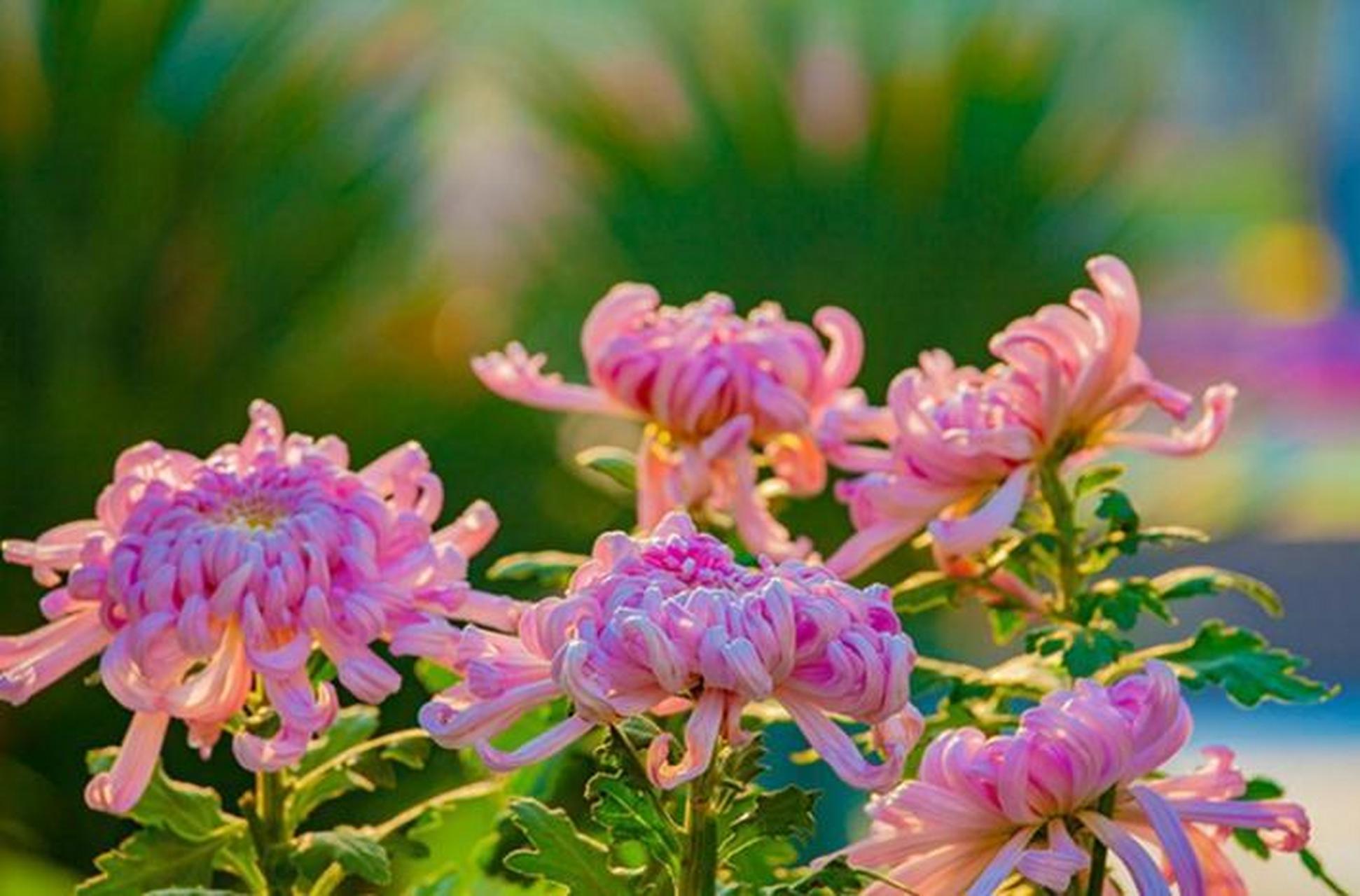 主要看2个"点" 有人养的菊花到了秋季不开花,秋季应该怎么去促花?