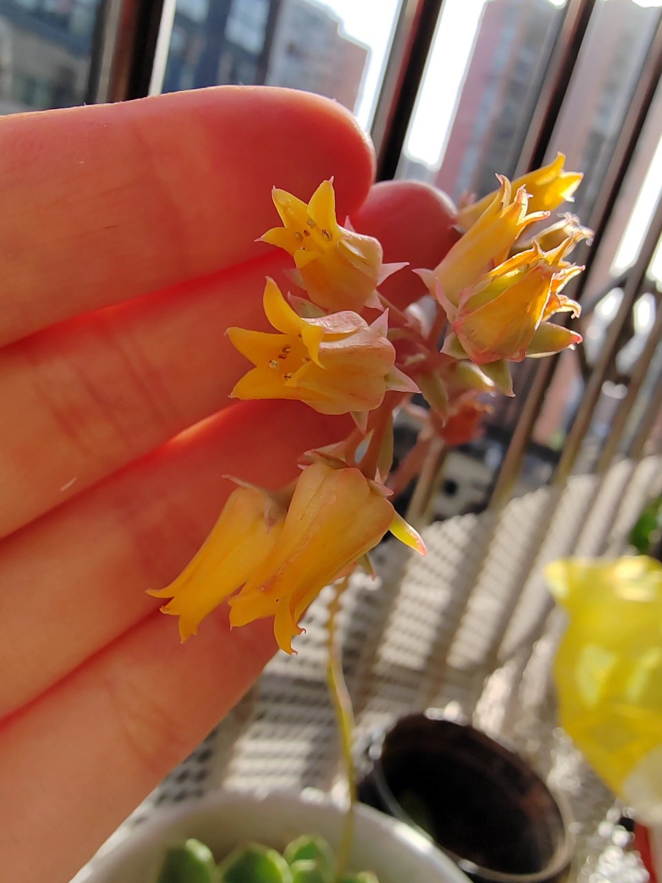 花月夜多肉,开花96 家里的观音莲长得好好呀,又开花啦,每逢春天就