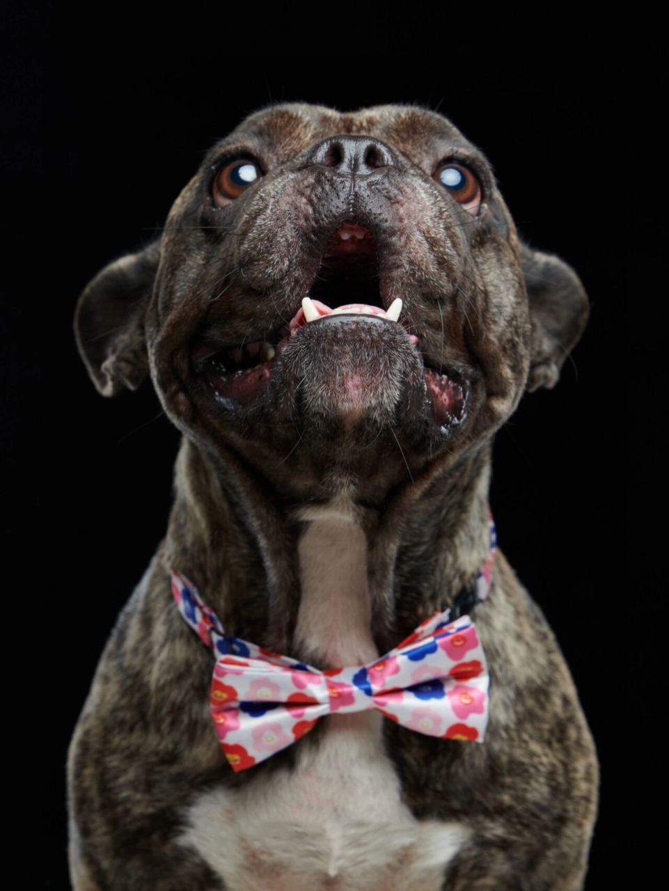 法斗肖像 经典黑白头像壁纸系列