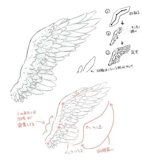 绘画素材丨美丽的天使翅膀