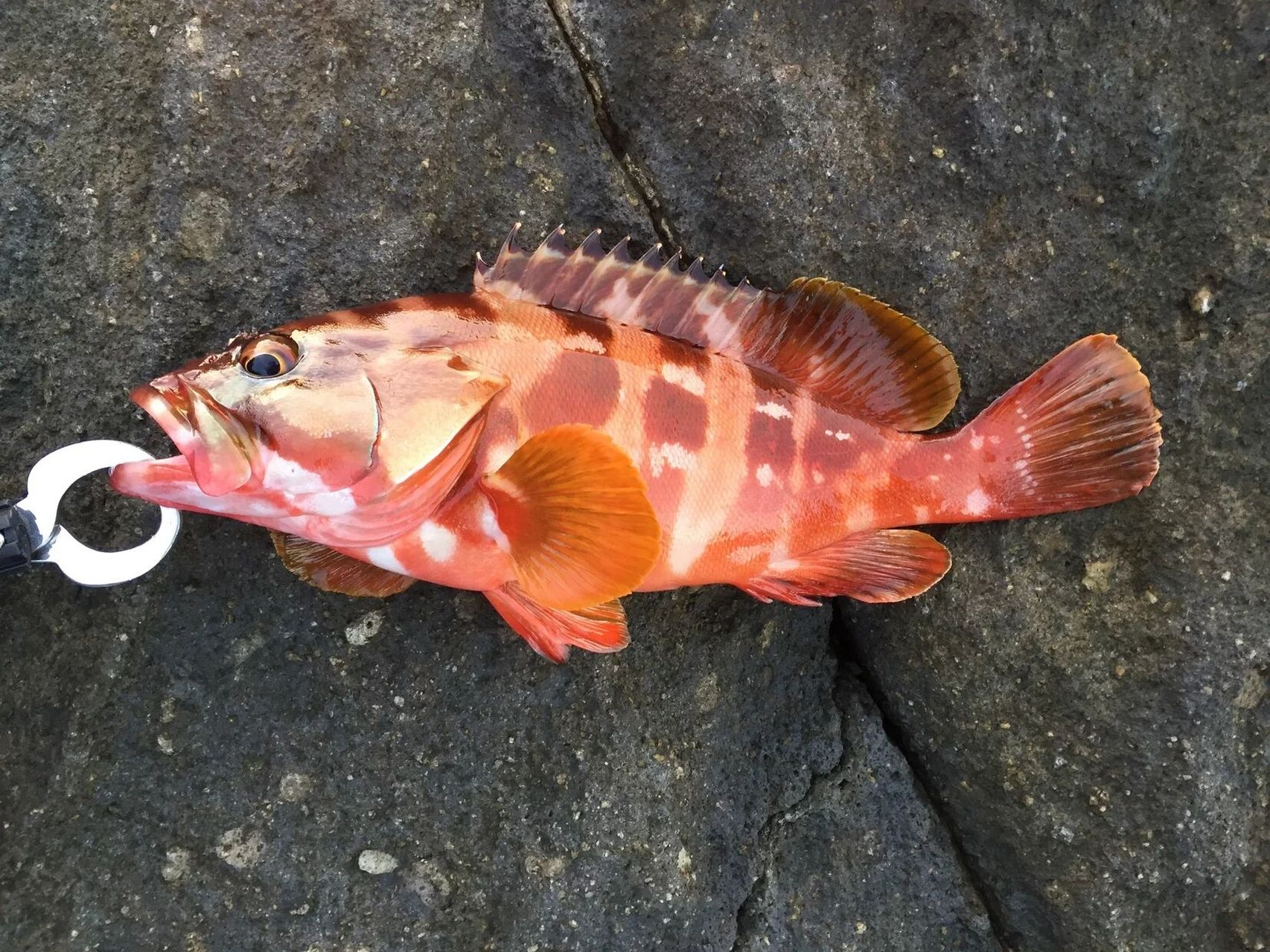 100种好吃且高颜值海鱼(1/100) 中文名:黑边石斑鱼 学名: epinephelus