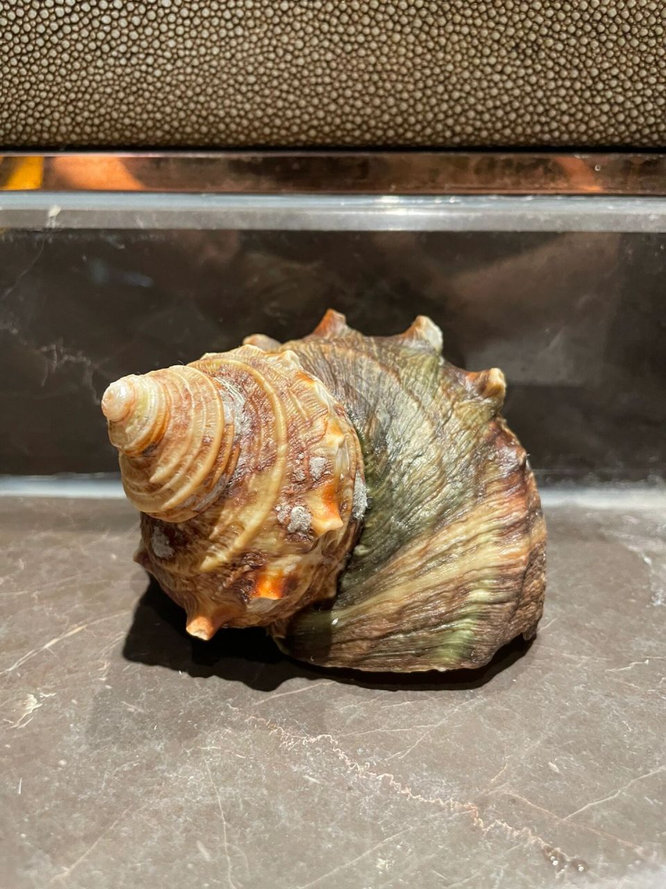 左划给海螺贝壳除垢 上次济州岛海滩捡了个海螺,布满白色的垢一直没