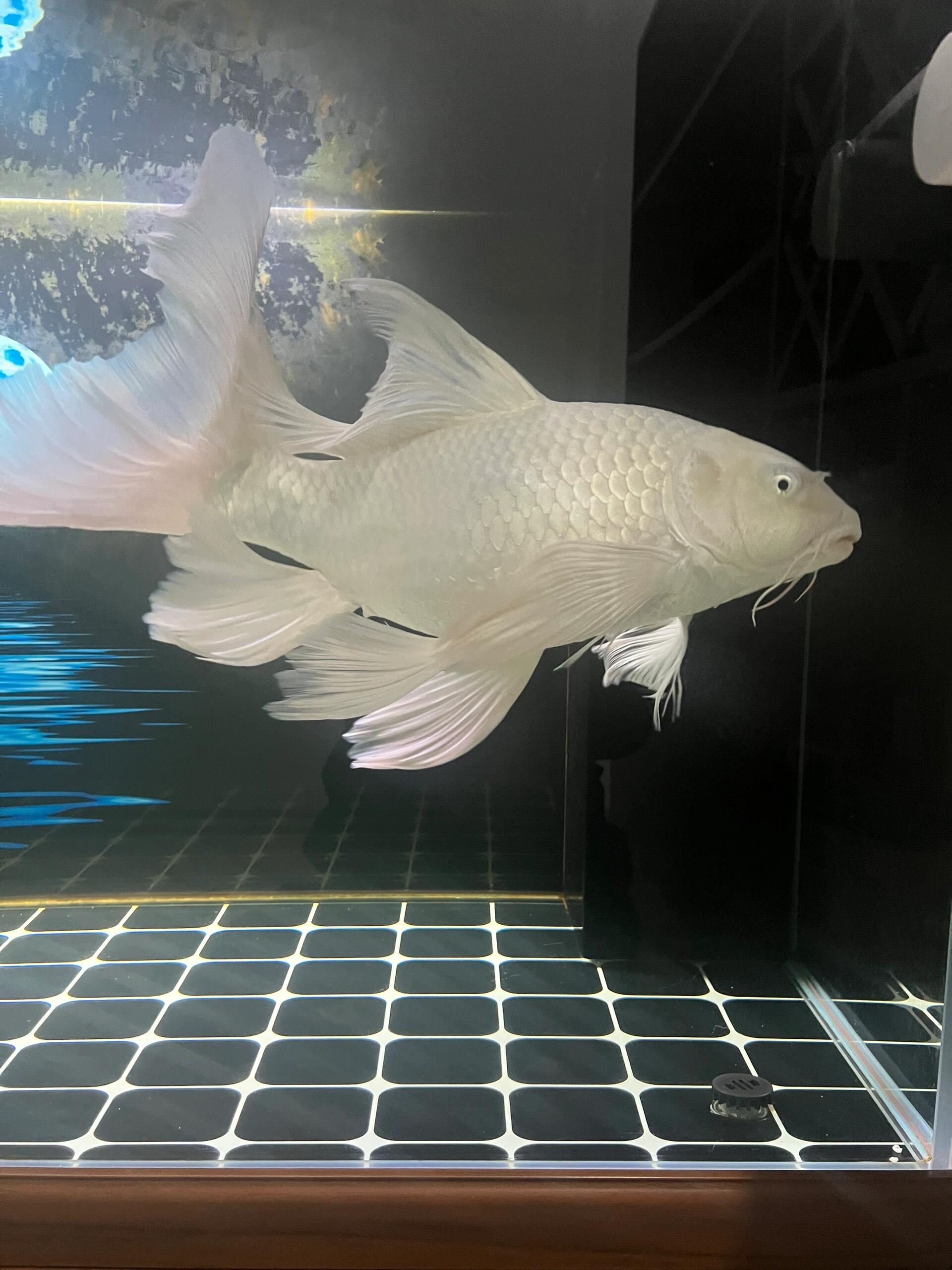 正宗台湾贵妃蝴蝶龙鲤精品普身蝴蝶鲤