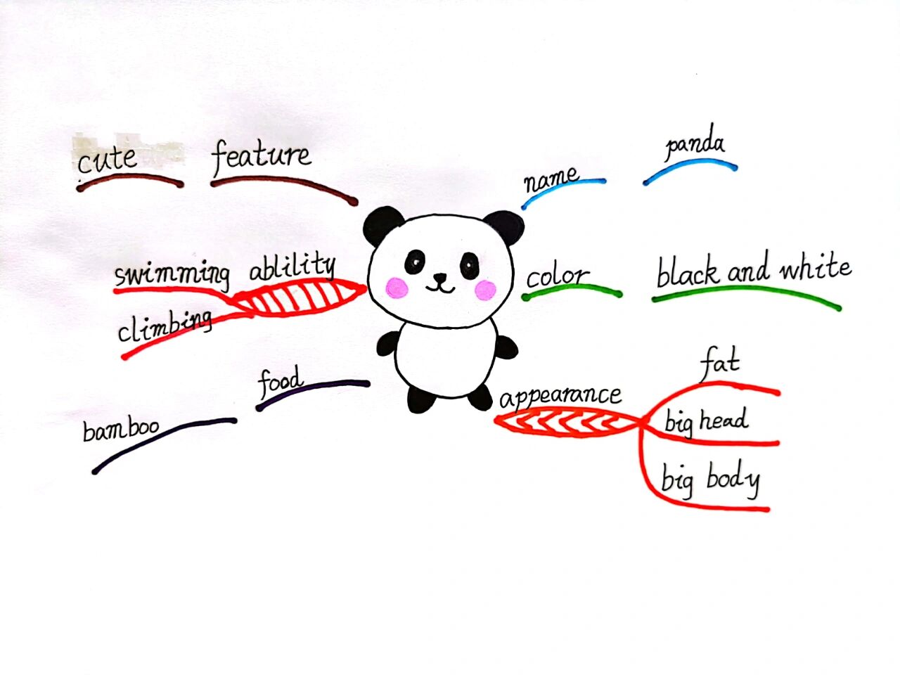 熊猫 英语动物思维导图
