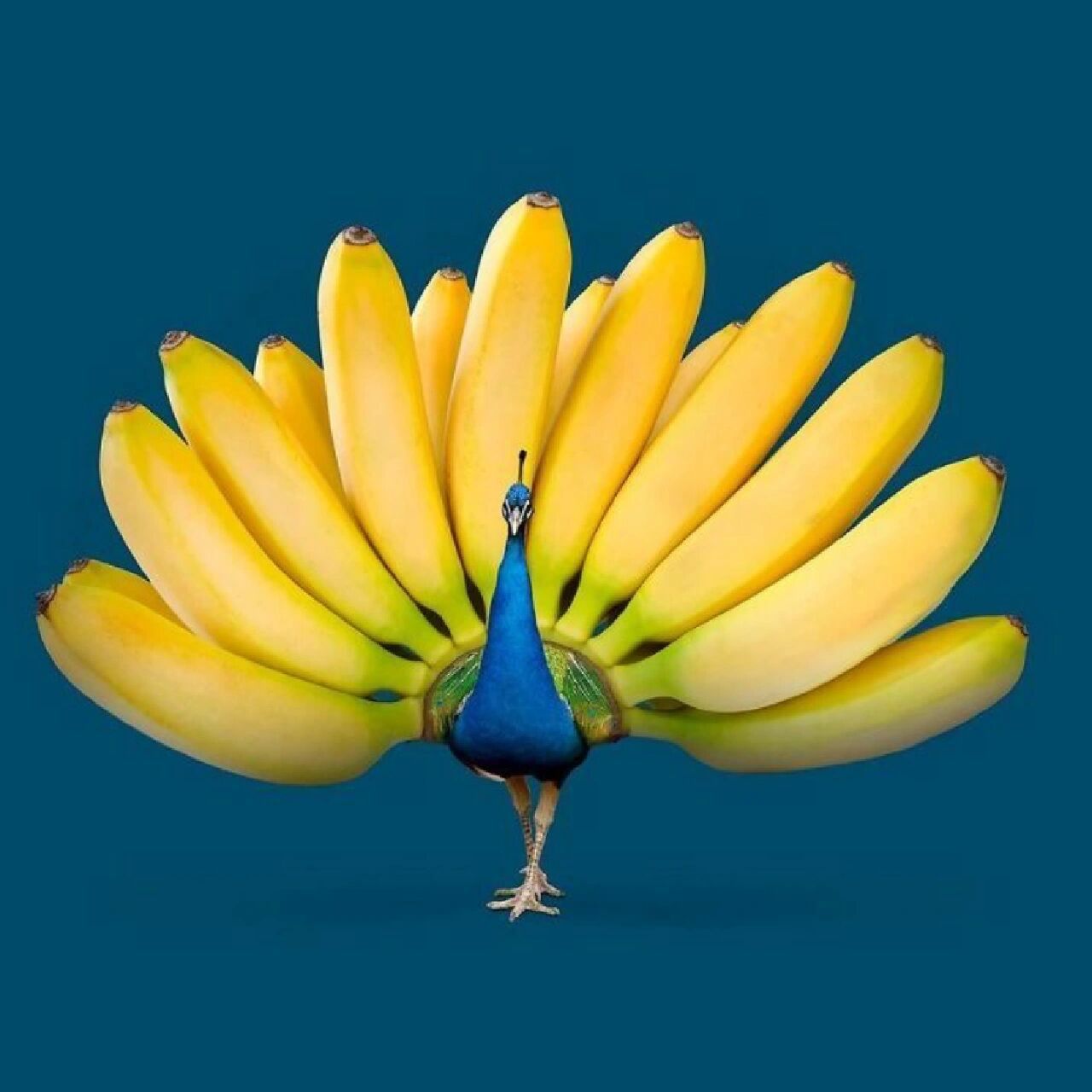 绘画素材|香蕉61果蔬脑袋联想|美院老师美育 美院老师都如何给自家